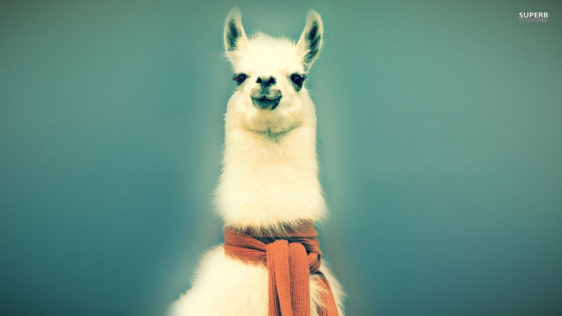 Ultra HD Llama Wallpaper #FL19D1V