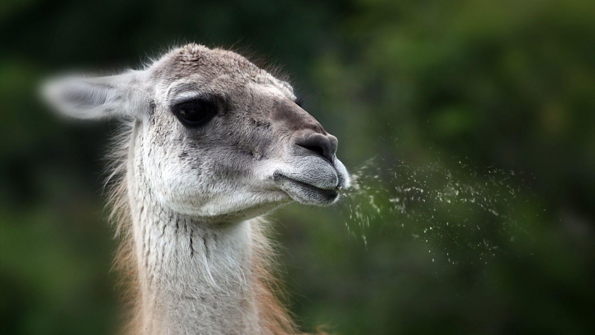 Wallpaper Blink of Llama Wallpaper HD for Android, Windows