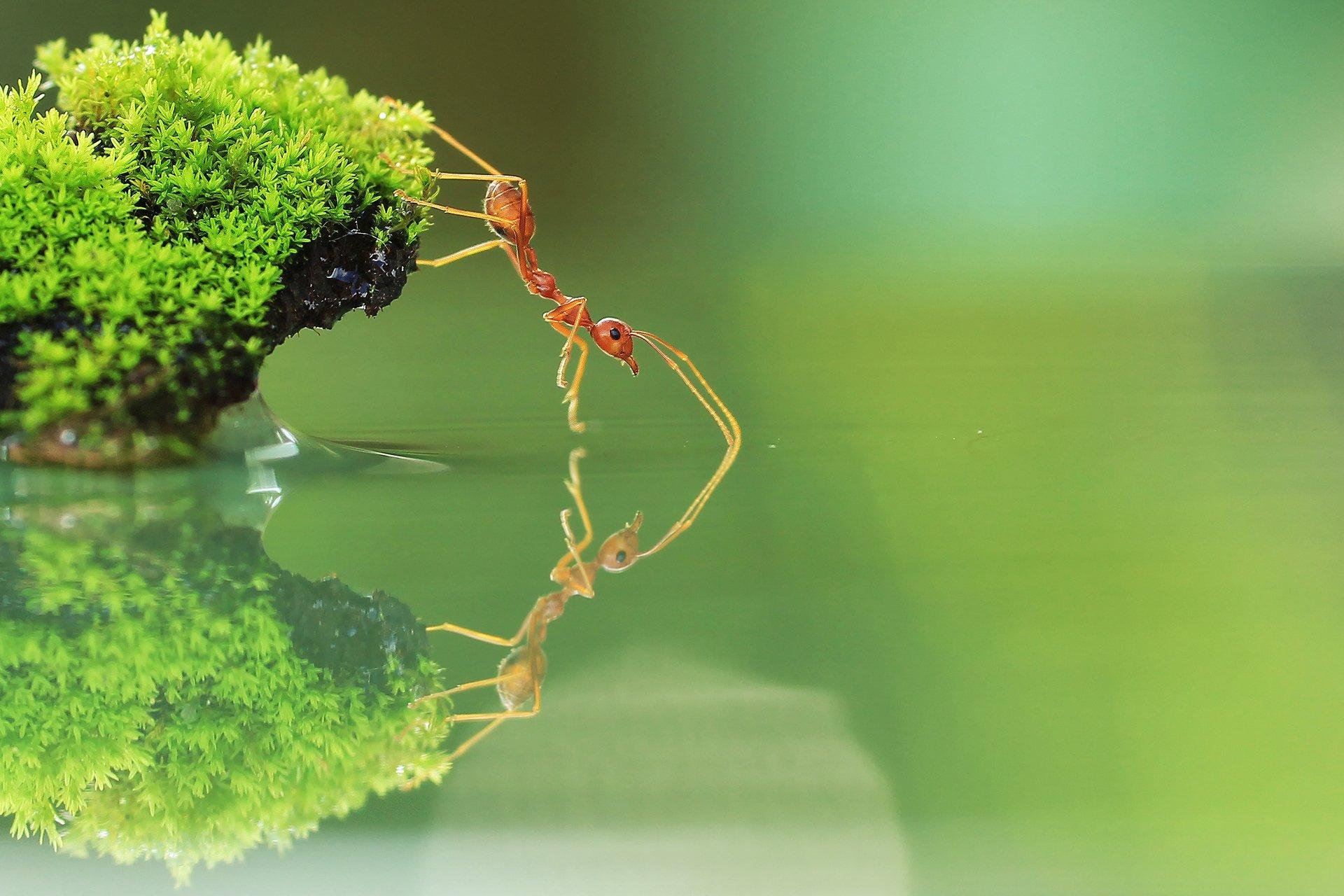 Ant HD Wallpaper