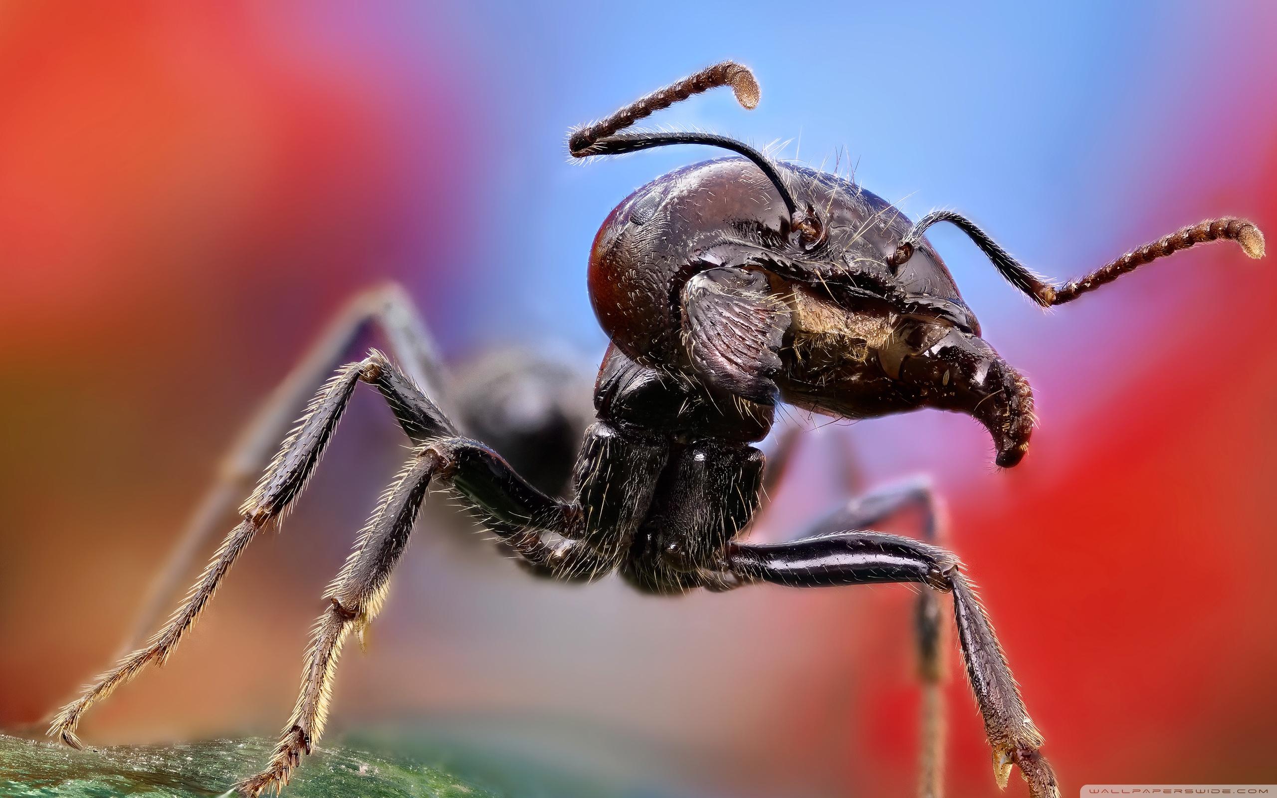 Ant Macro ❤ 4K HD Desktop Wallpaper for 4K Ultra HD TV • Tablet