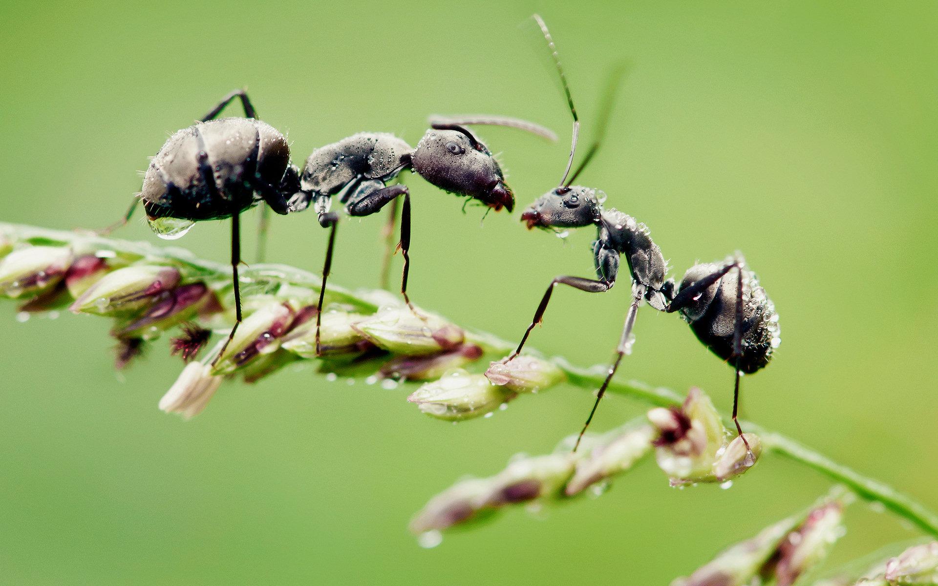 Ant HD Wallpaper