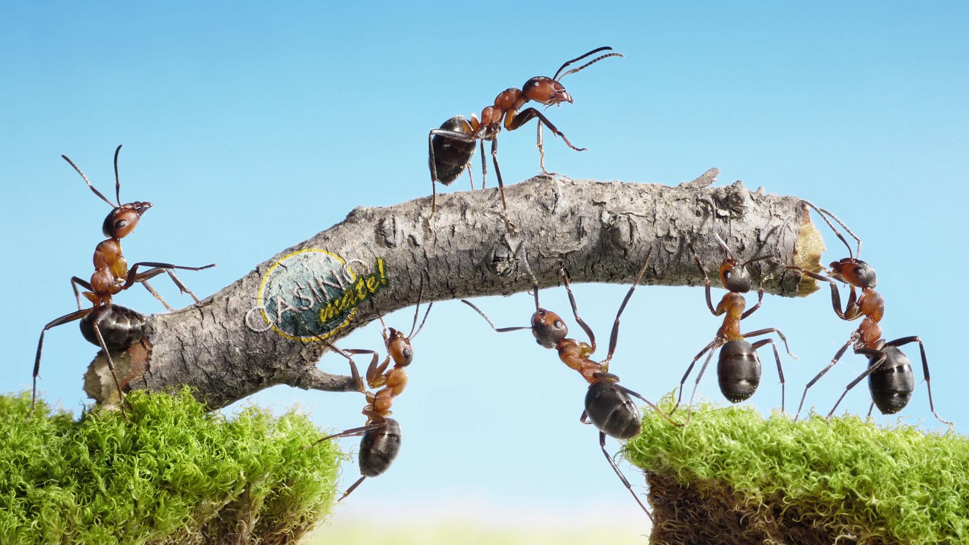 Hard Working Ants HD Wallpaperx1080