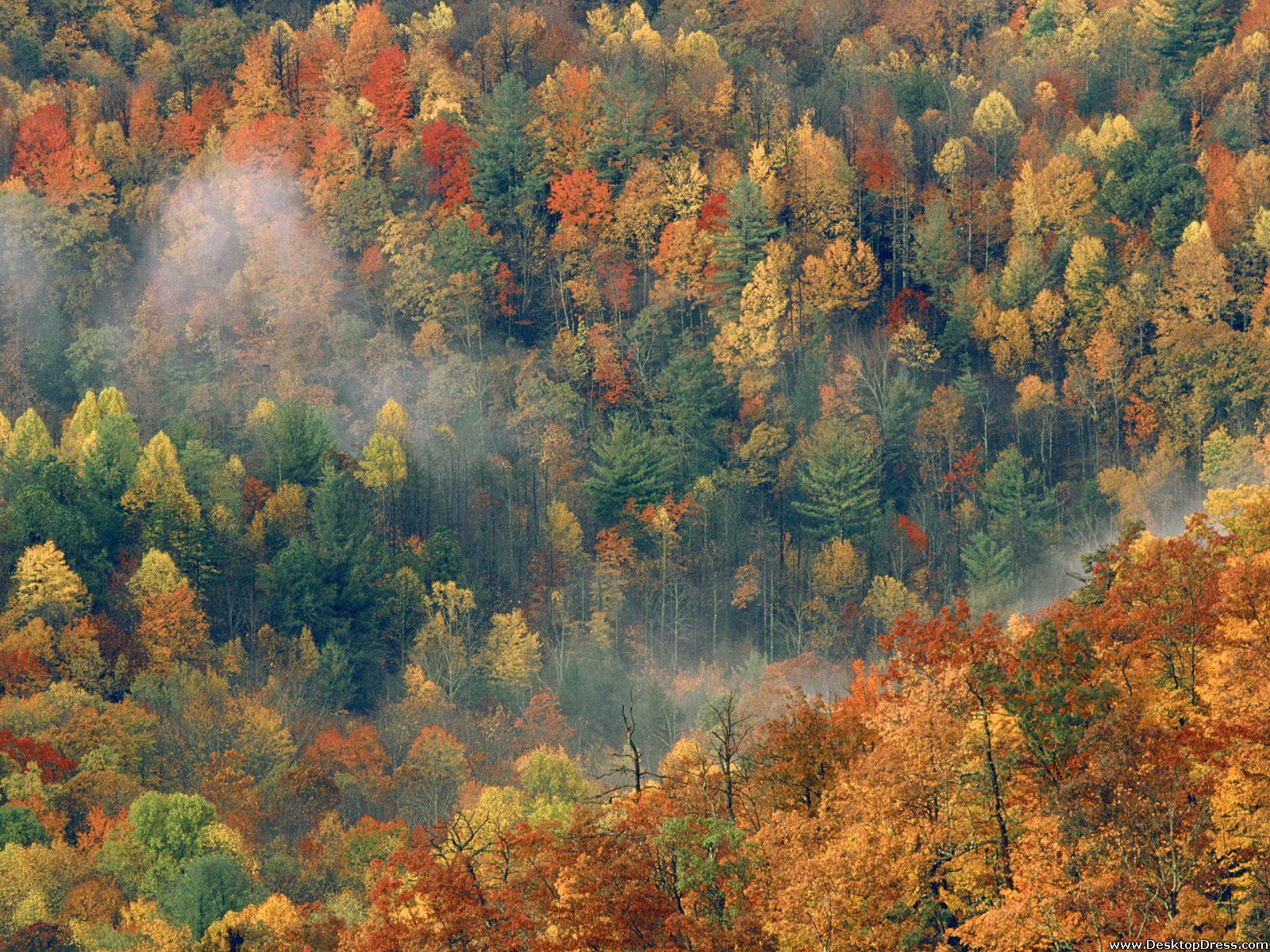 Desktop Wallpaper Natural Background Colorful Autumn Forest