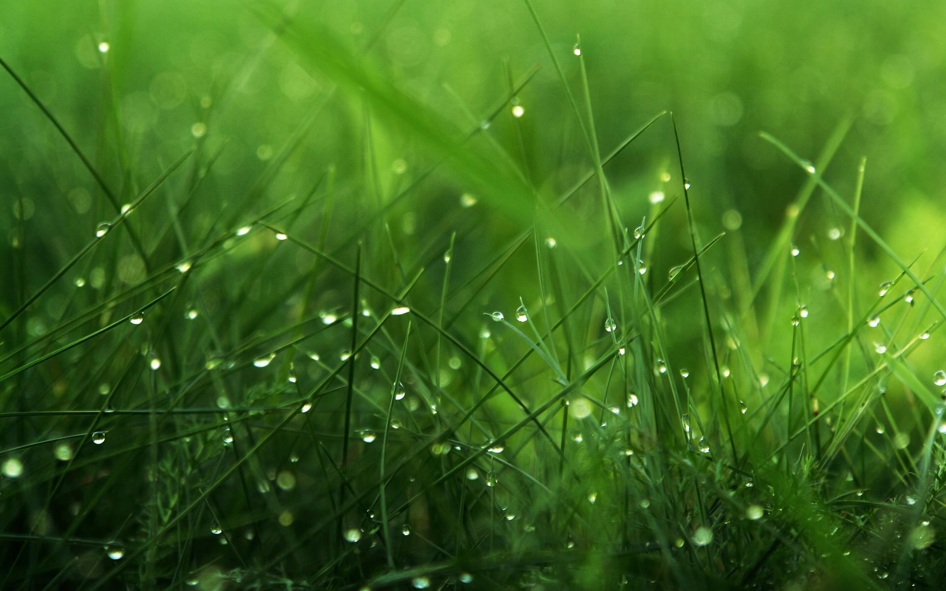 Grass Wallpaper 4 X 1200