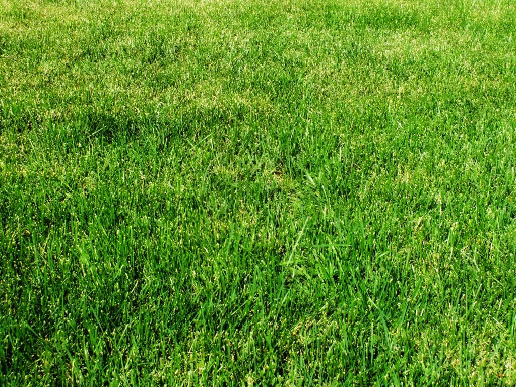 Grass Wallpaper 7 X 1080