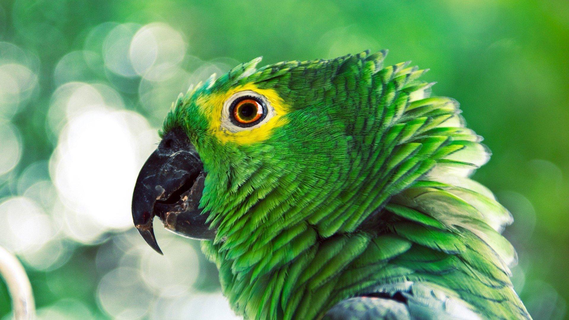 Parrot Wallpaper