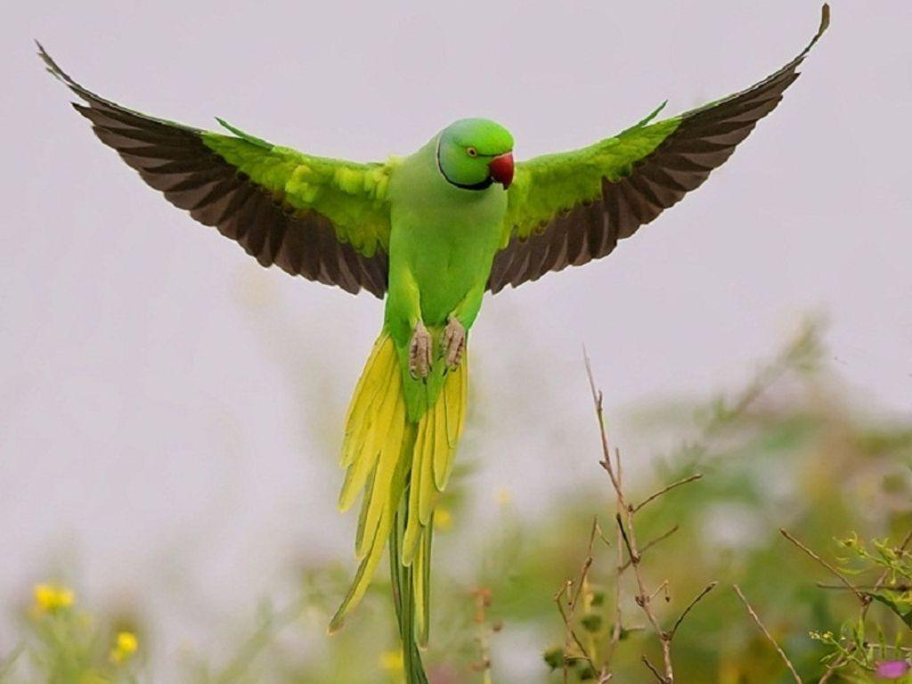 Parrot Wallpaper. HD Wallpaper. Picture. Image. Background