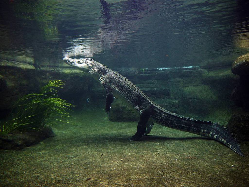 Crocodile Wallpaper 7 X 768