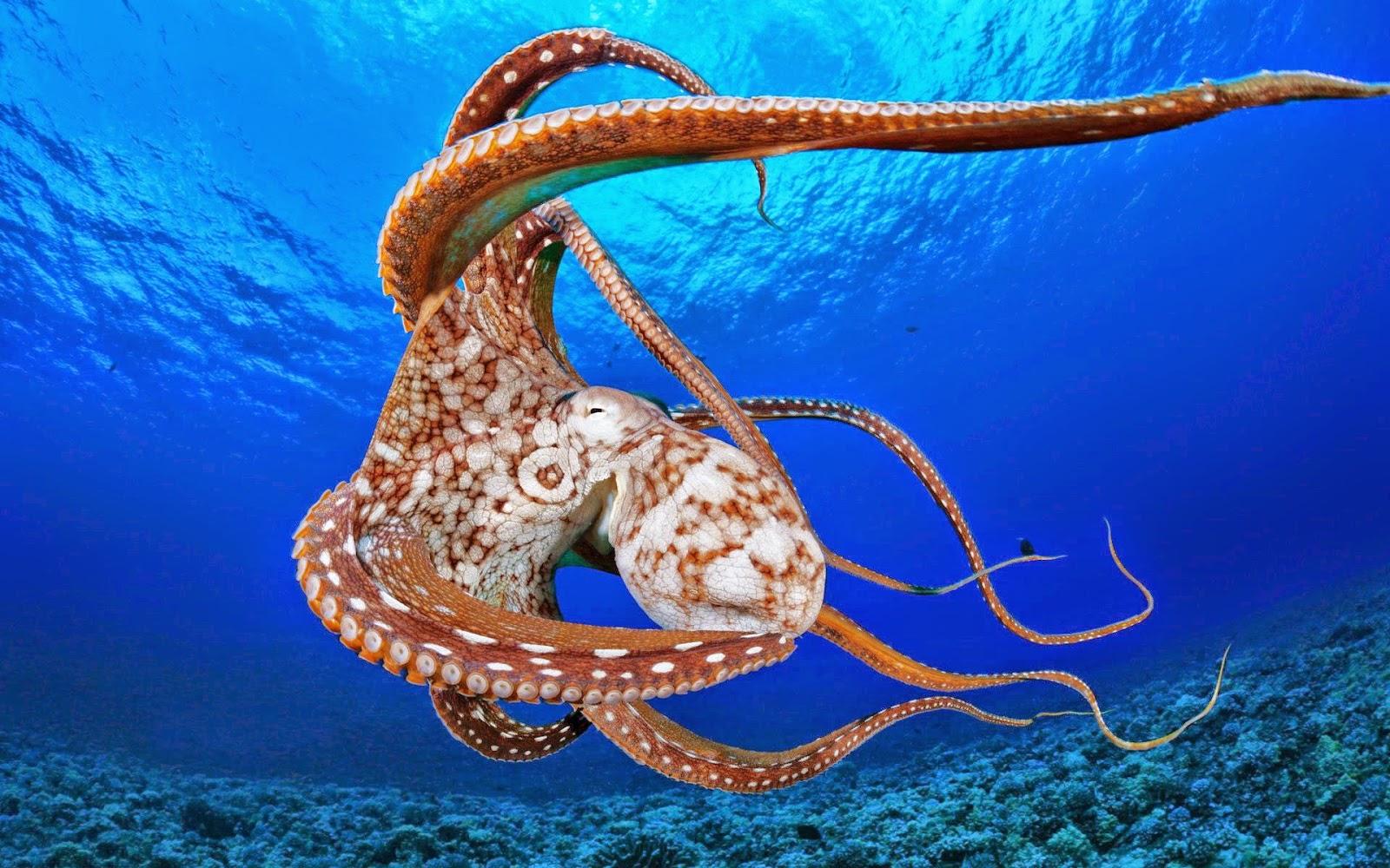 Octopus