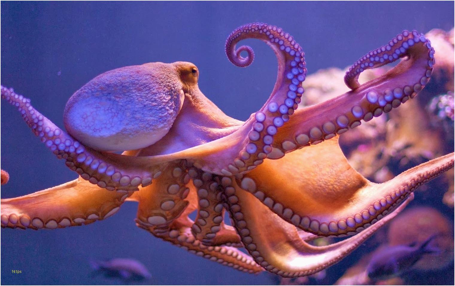 Octopus Wallpaper Unique Octopus • Meh