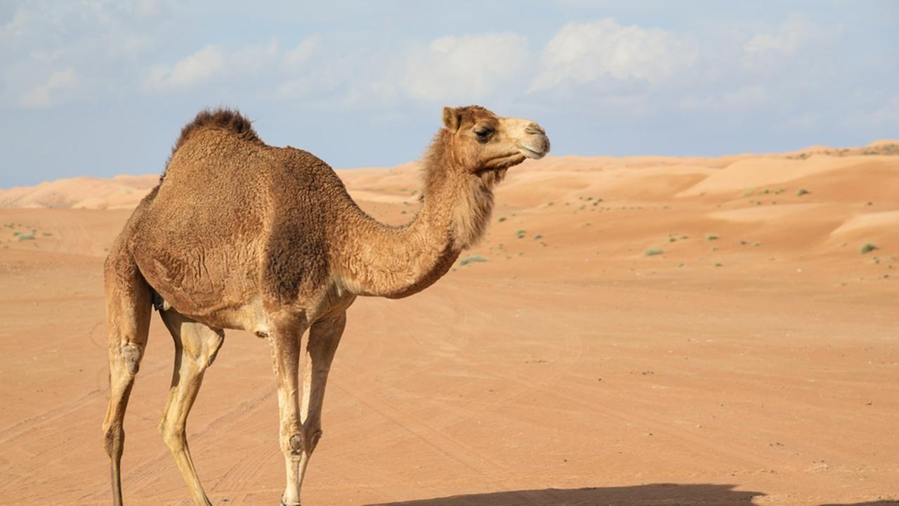 Camel Wallpaper, Image, Photo, Picture & Pics #camel #wallpaper