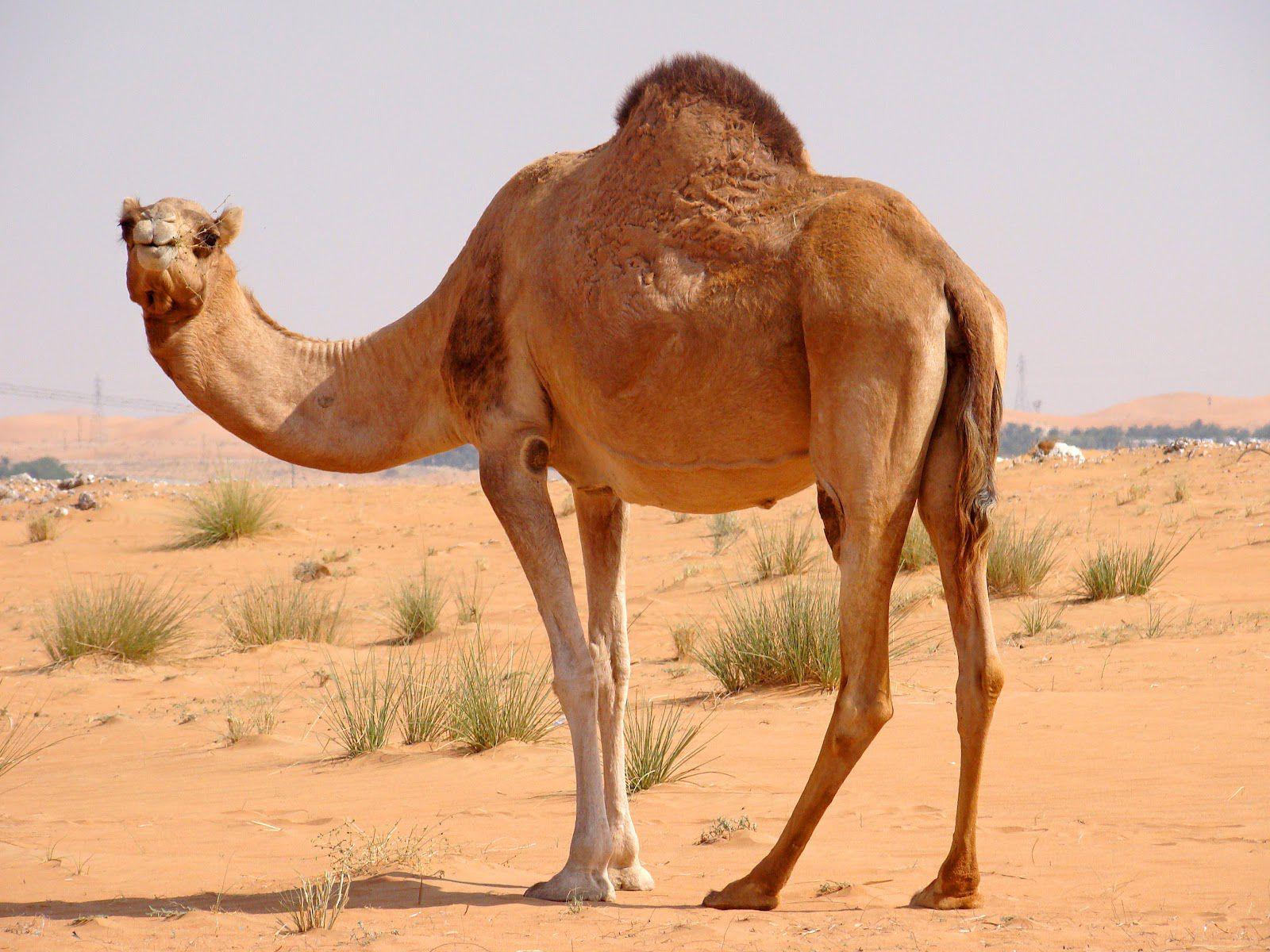 Camel Wallpaper HD Picture. One HD Wallpaper Picture