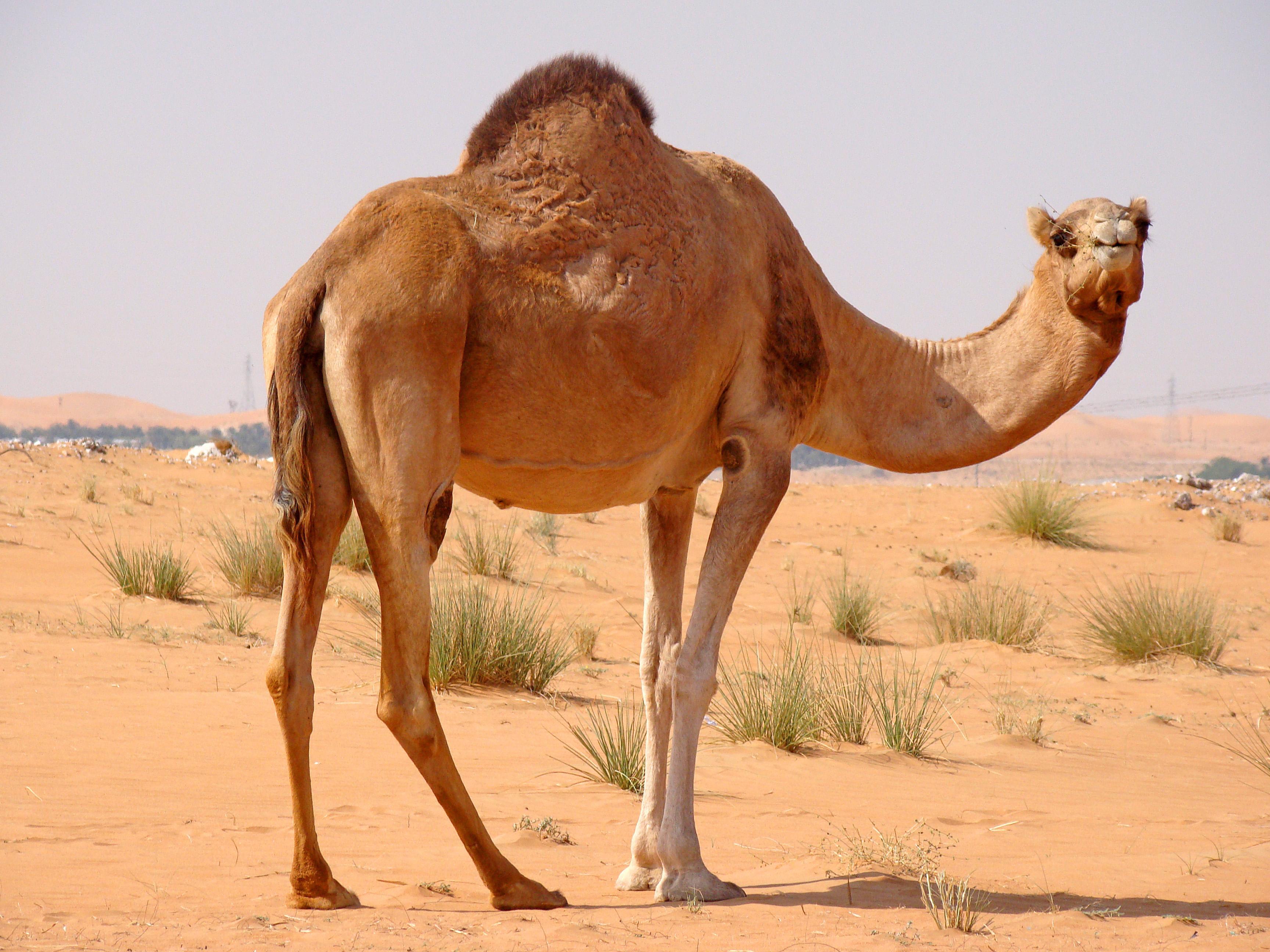 Camel Wallpaper 13 X 2592