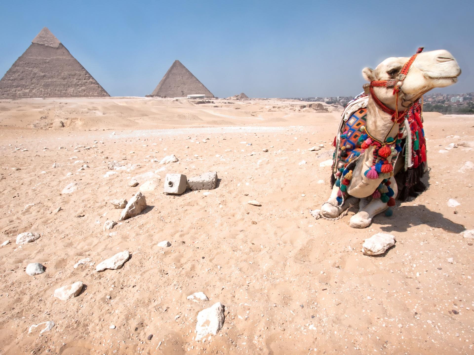 Pyramids of Giza and camel Wallpaperx1440