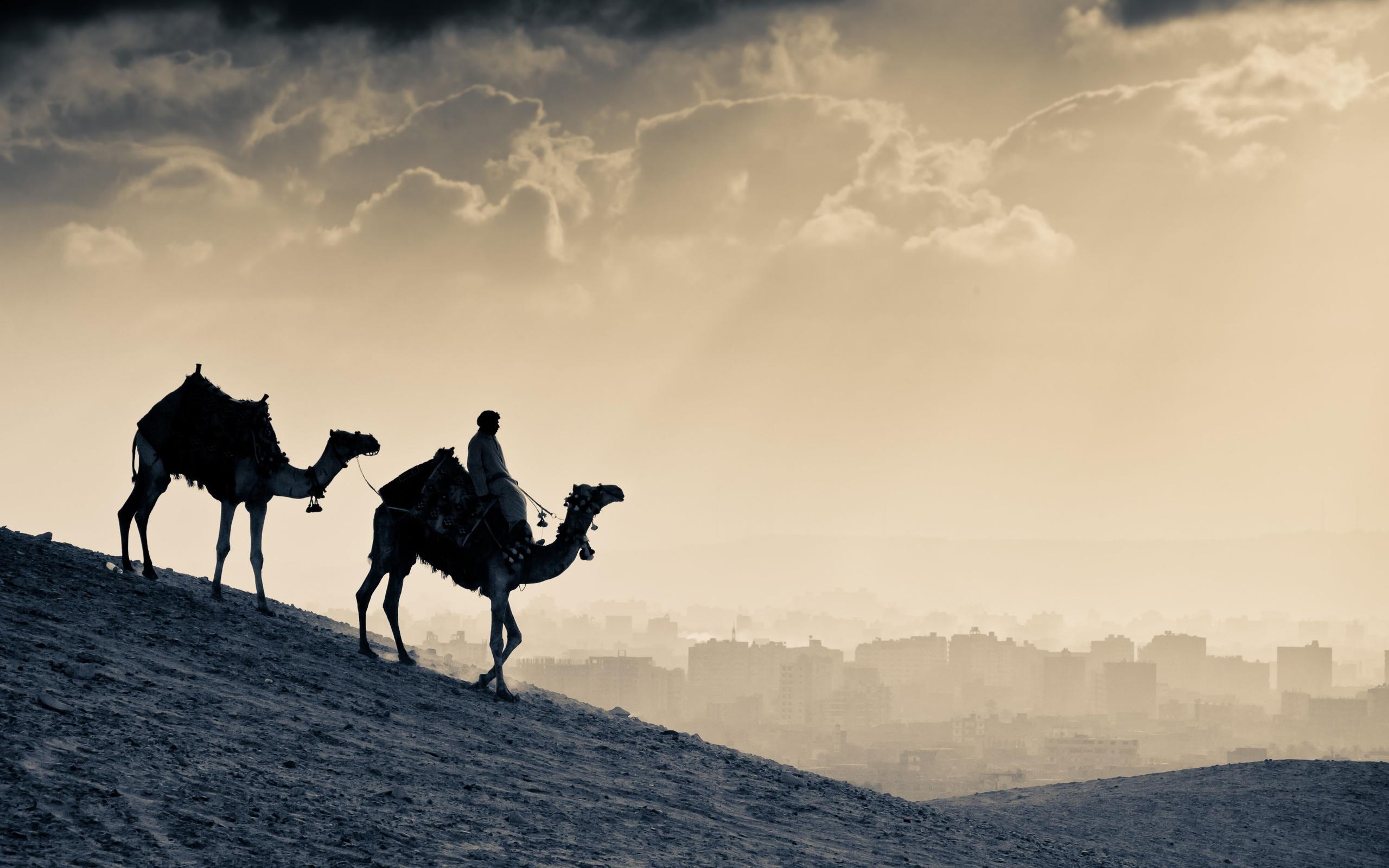 Arab People Camels, HD World, 4k Wallpaper, Image