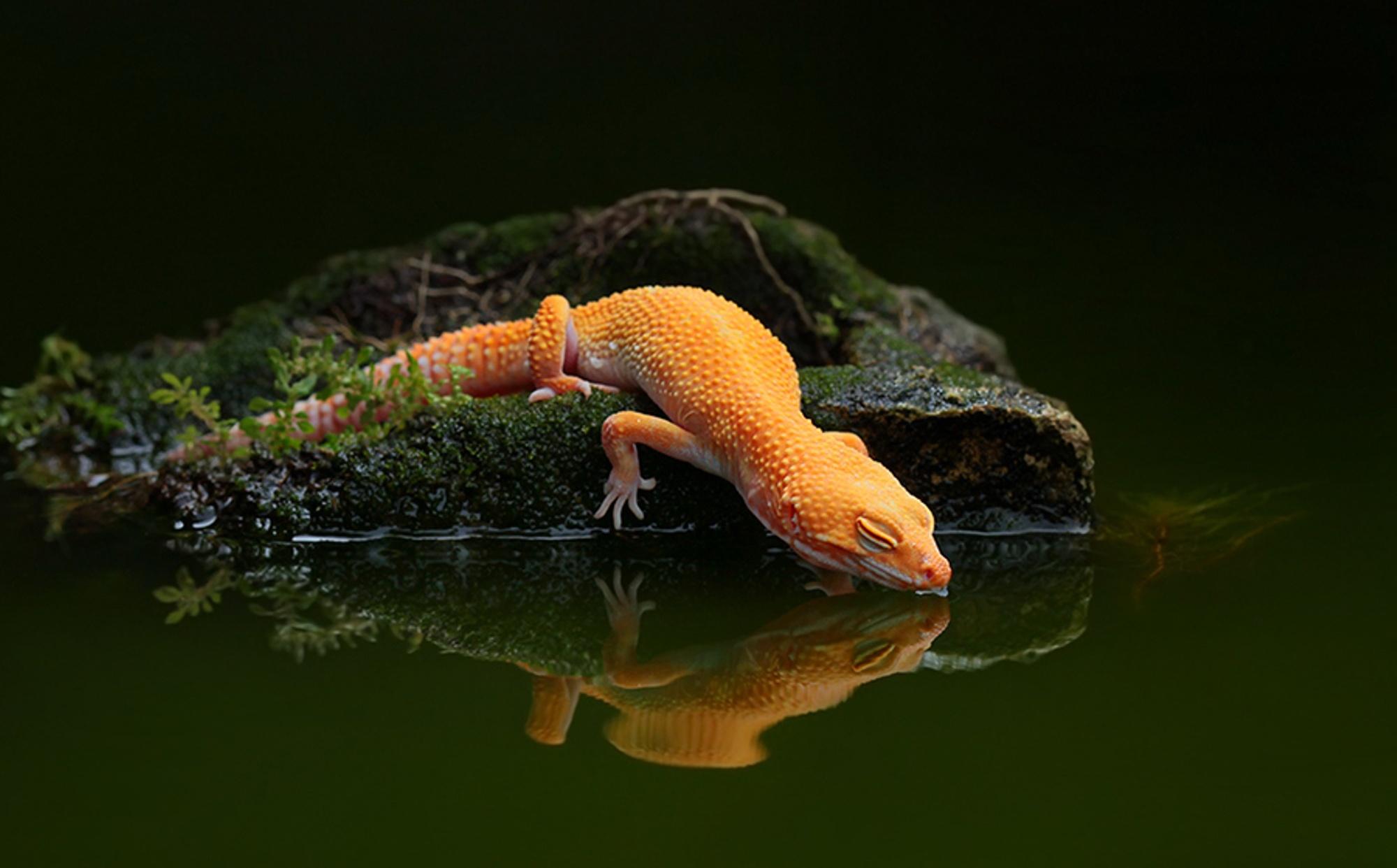 lizard, Water, Reflection, Water, Gecko Wallpaper HD / Desktop