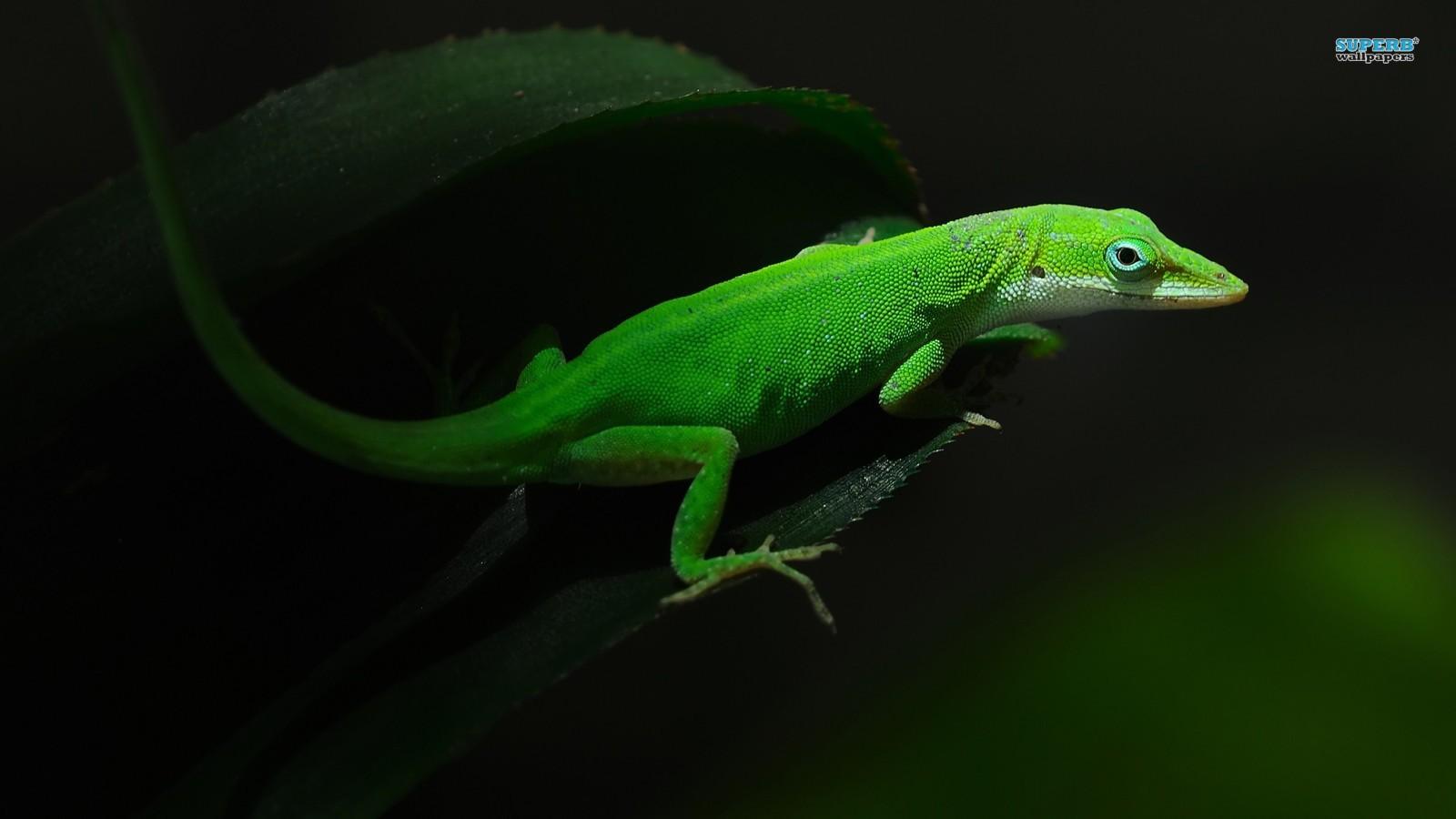 lizards image Gecko HD wallpaper and background photo