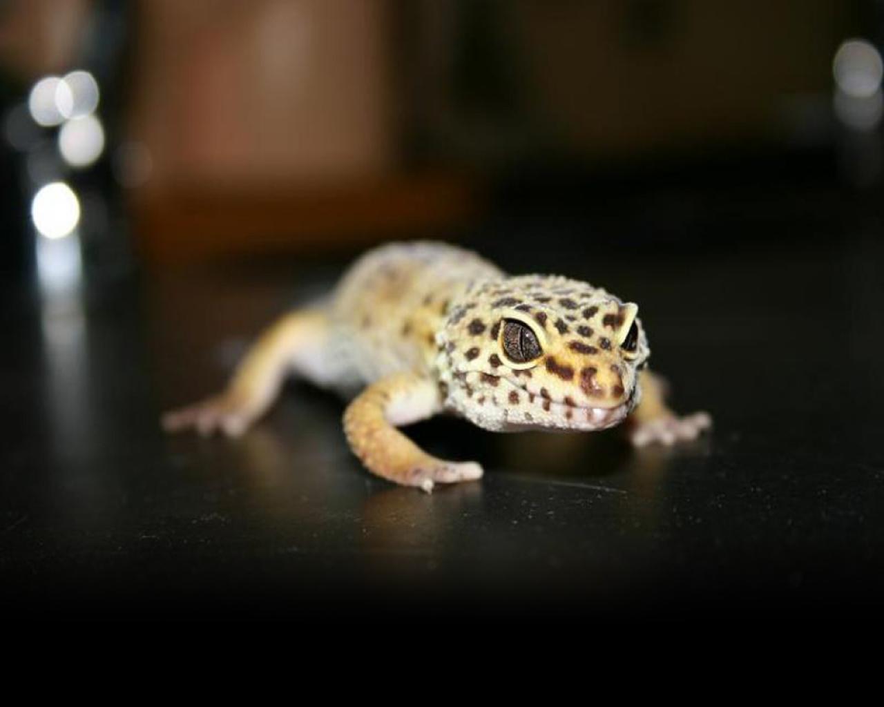Leopard Gecko Wallpaper #Z5SLX Wallimpex.com