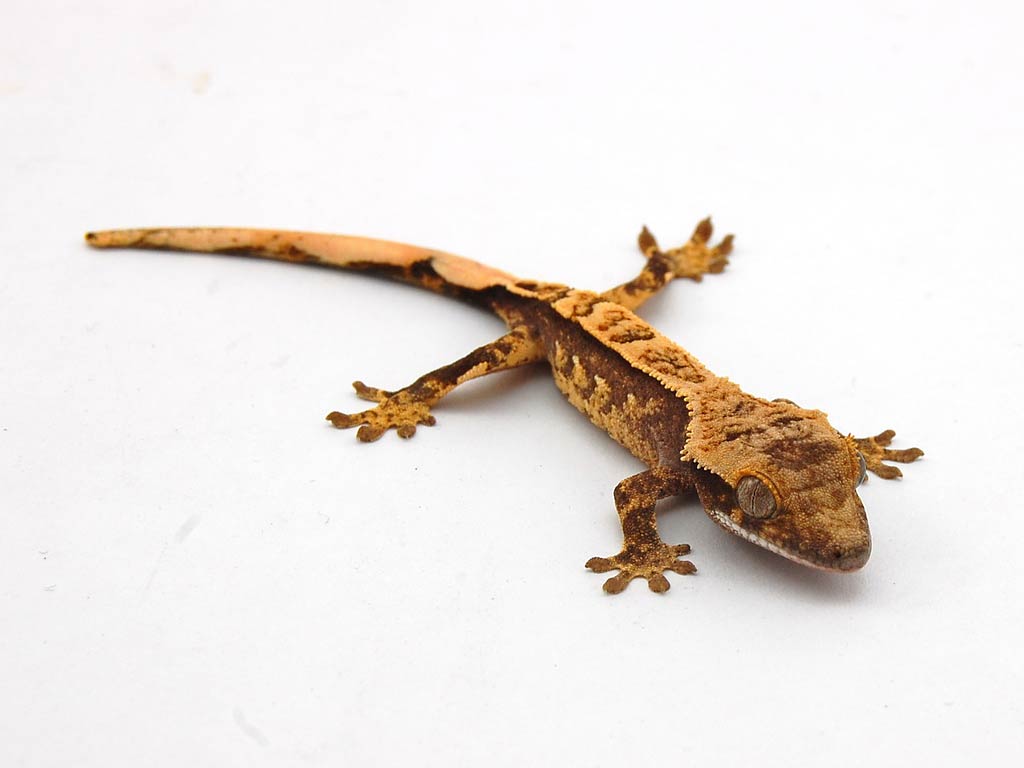 Free Gecko Wallpaper download