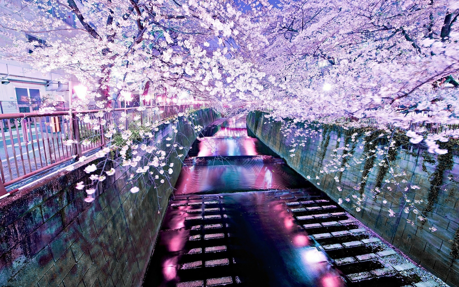 river cherry blossom wallpaper and background