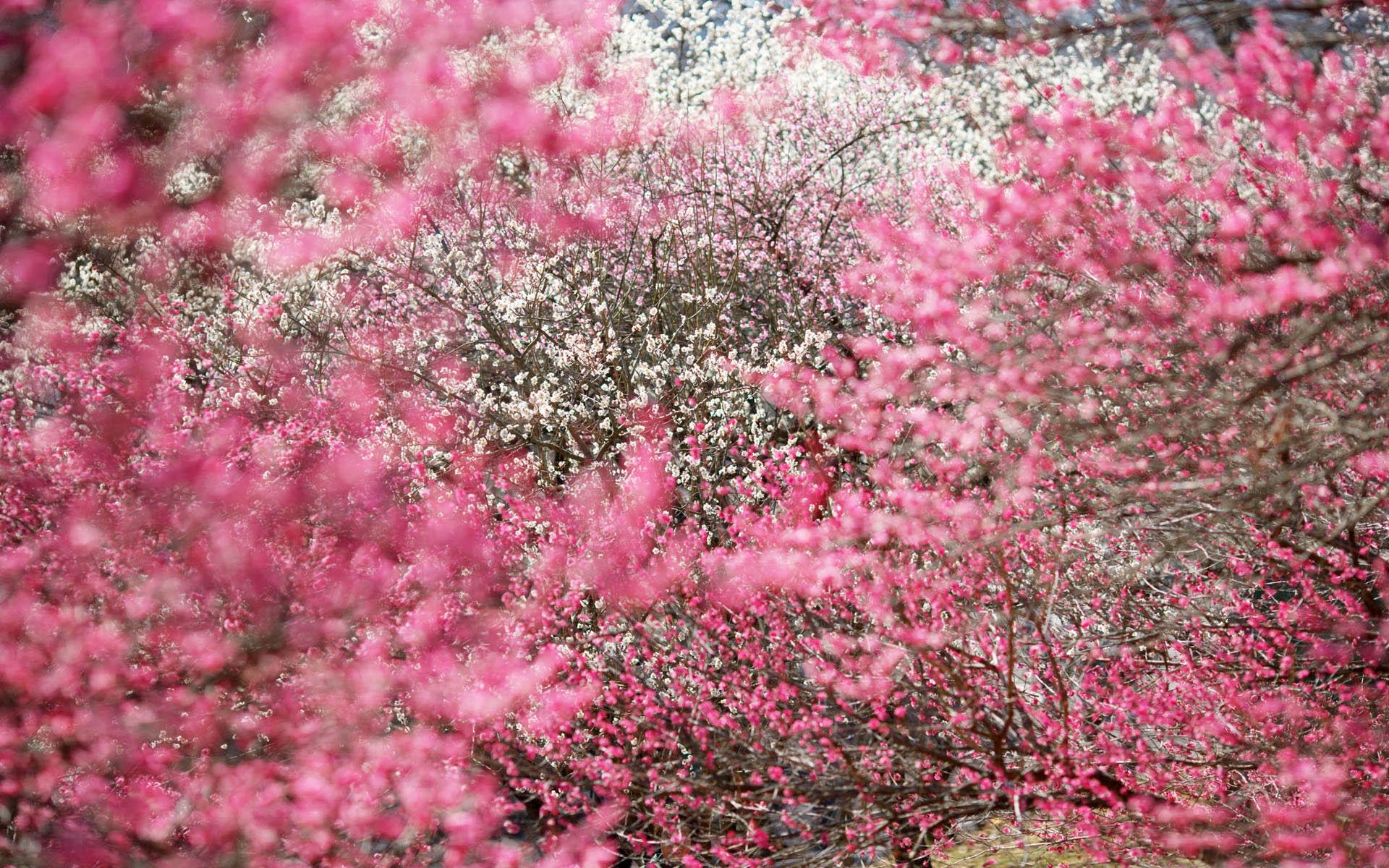 Desktop Sakura Cherry Blossom Wallpaper
