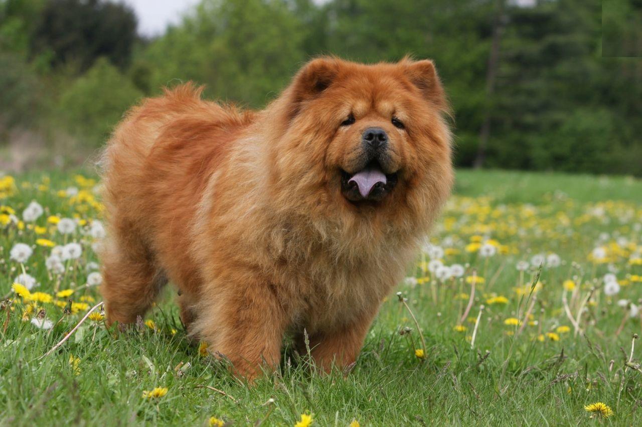 Animals Chow Chow (Dog) Photo HD Wallpaper