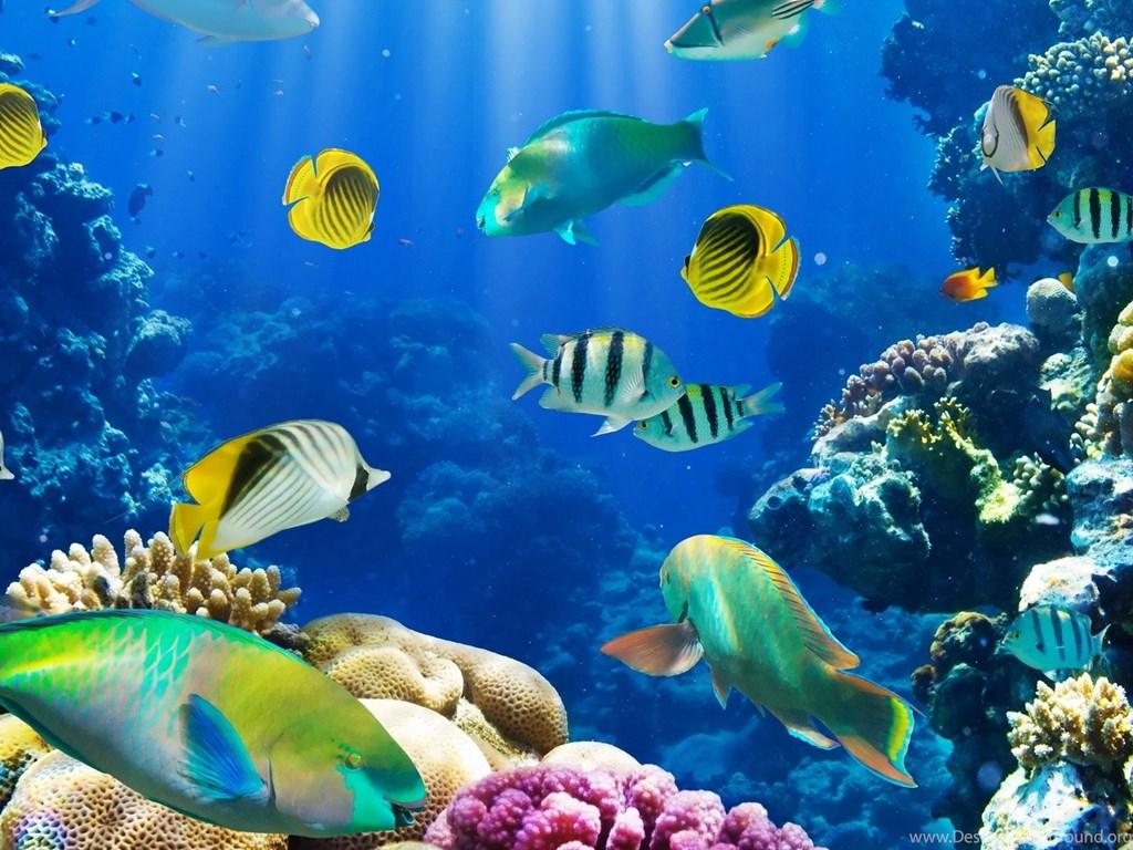 Aquarium Wallpaper HD Free Download Desktop Background
