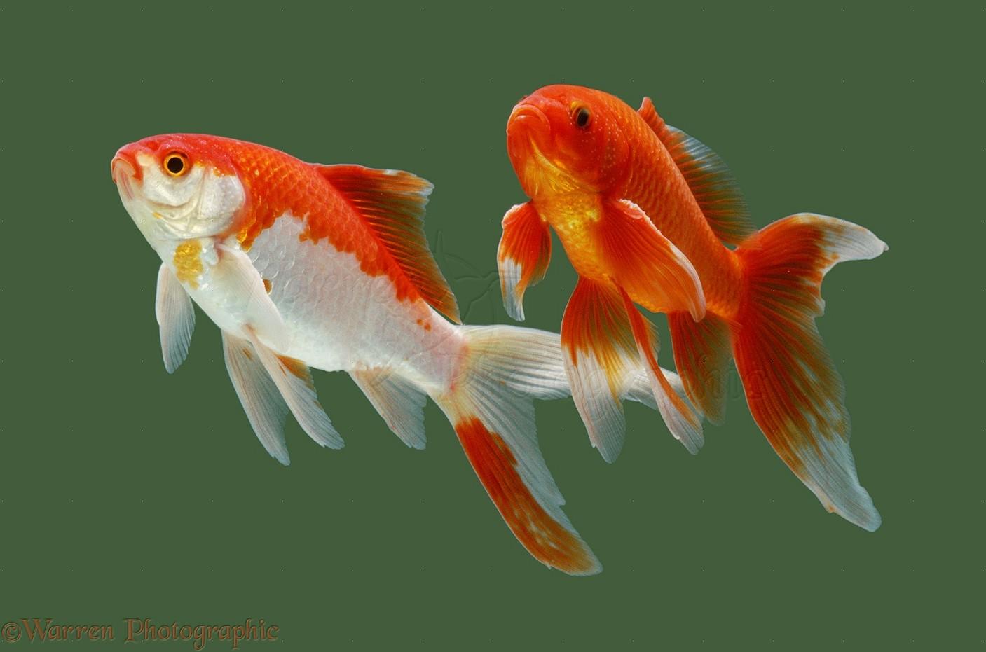 Goldfish Fish Facts & Wallpaper Picture Download