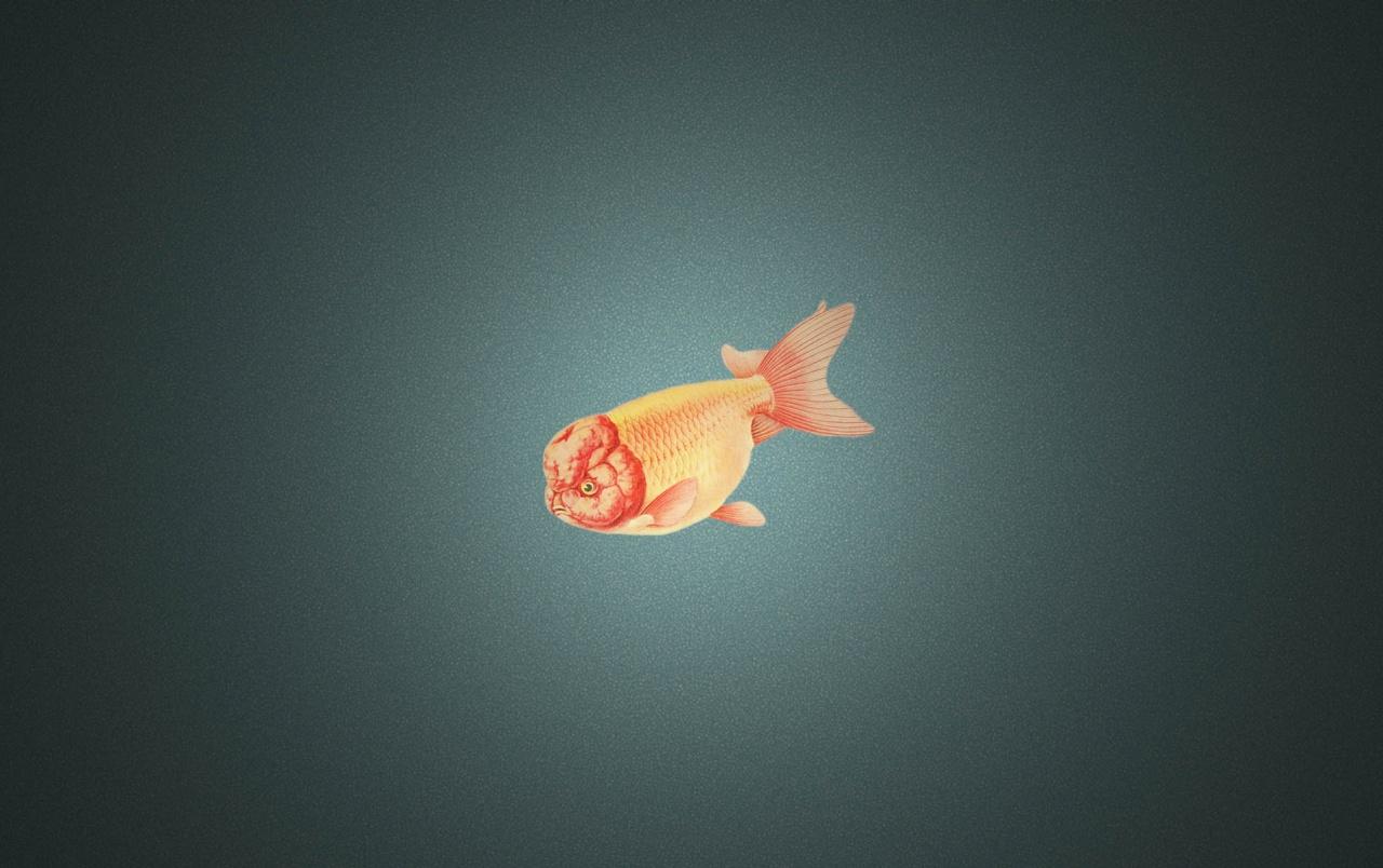 Ranchu Goldfish wallpaper. Ranchu Goldfish