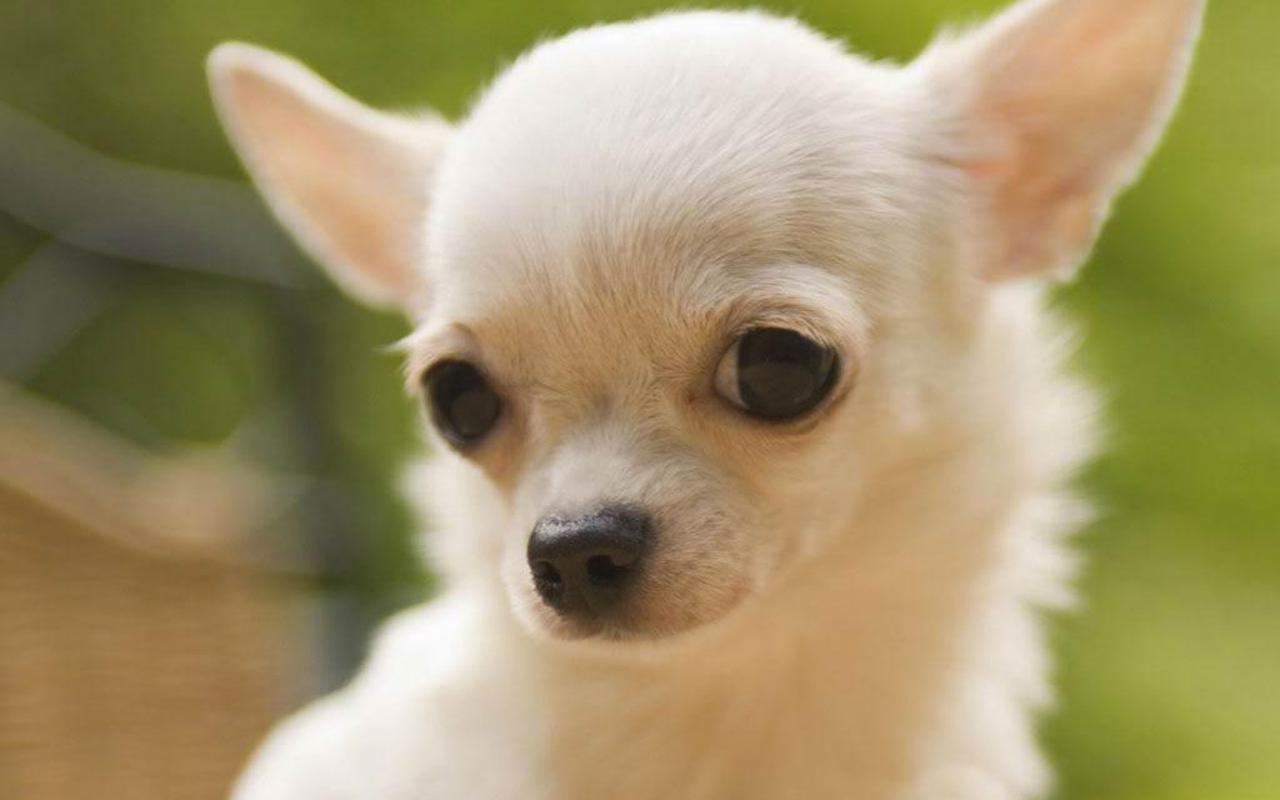 Teddybear64 image Chihuahua HD wallpaper and background photo
