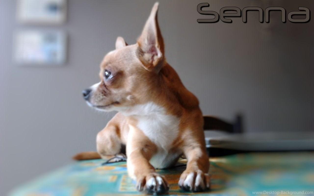Dogs Senna Dogs Pets Chihuahua Wallpaper Picture Free Dogs