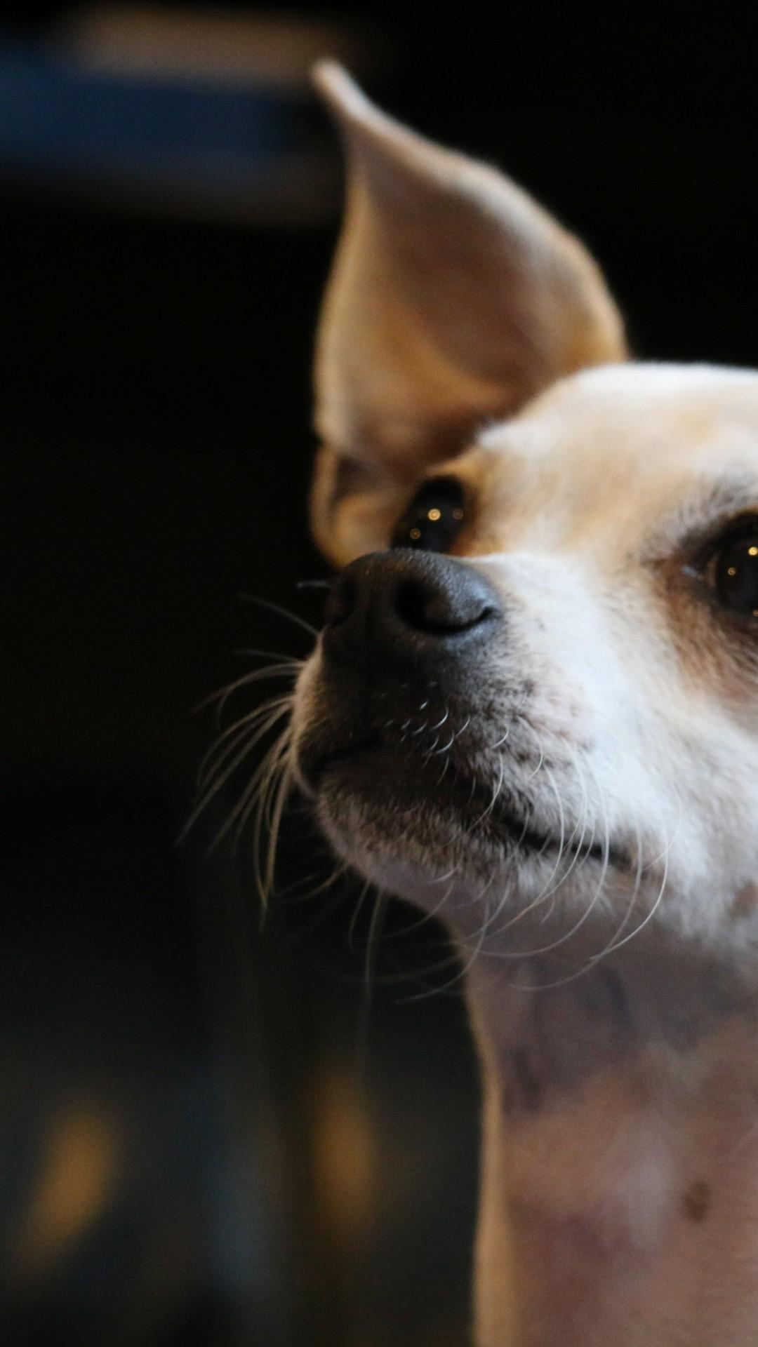 Download 1080x1920 Chihuahua, Muzzle, Looking Away, White, Dogs