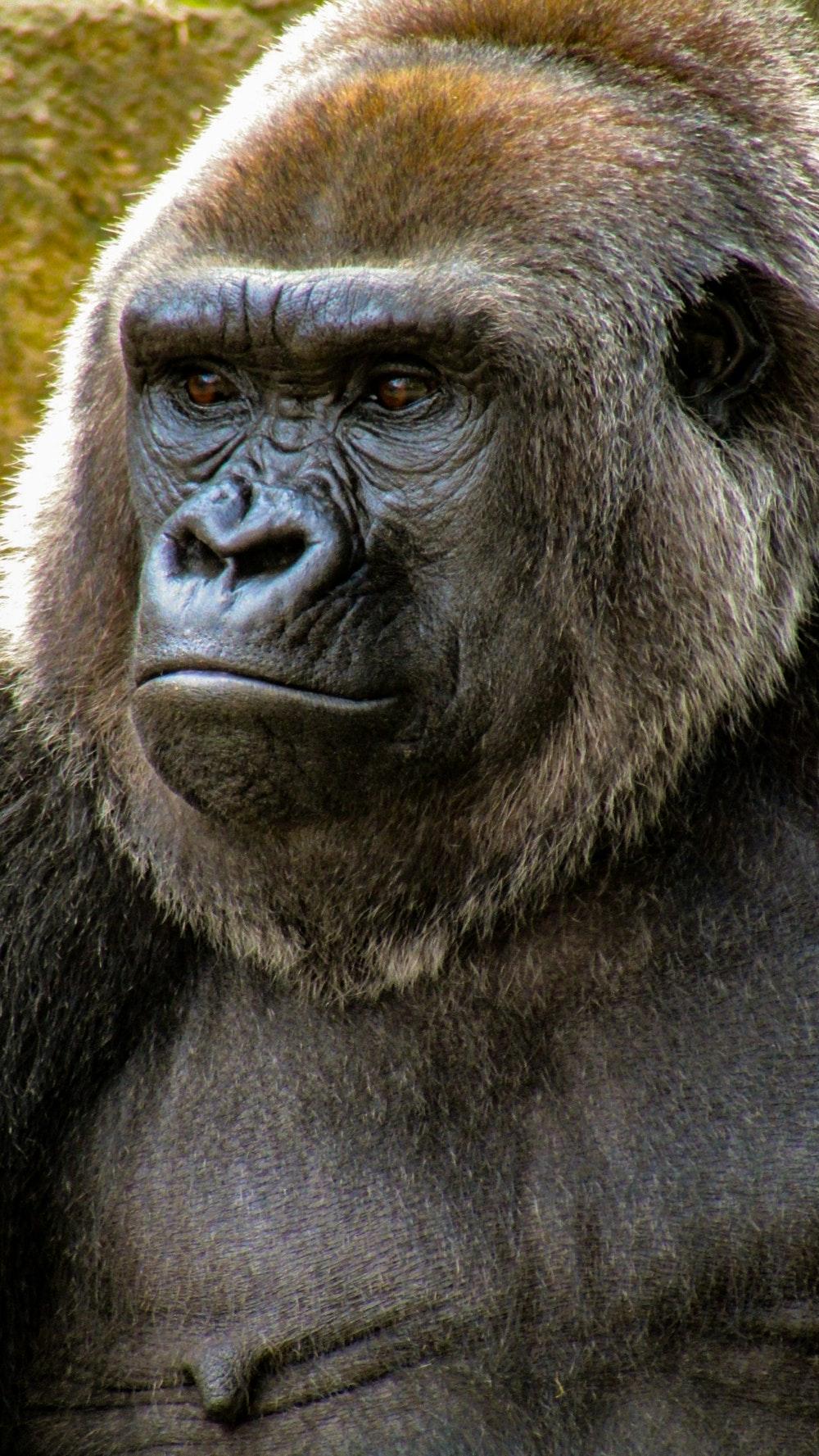Gorilla Picture. Download Free Image