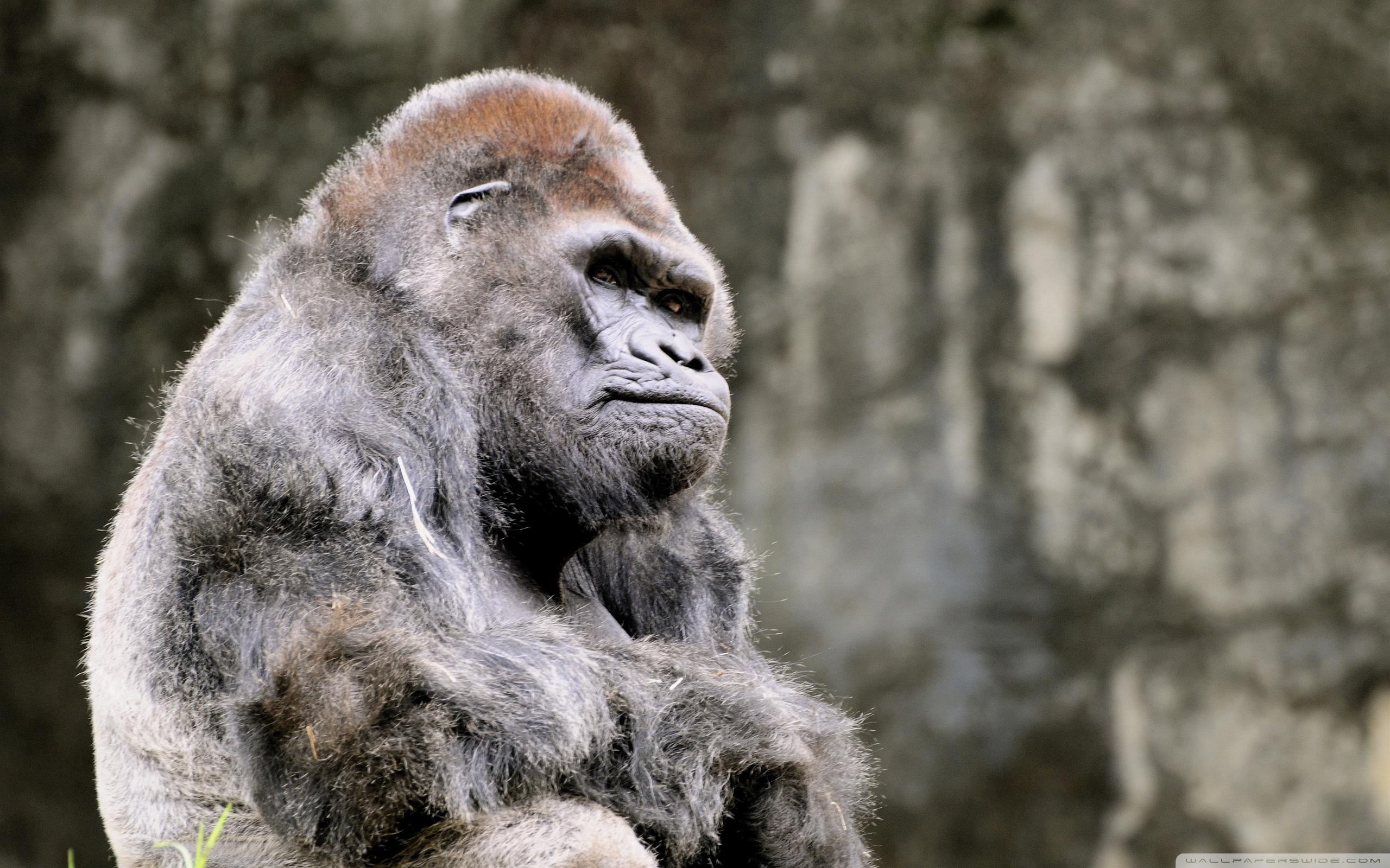 Download The Most Beautiful Thoughtful Gorilla Wallpaper