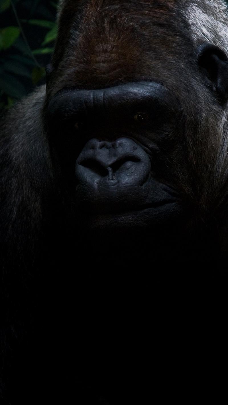 Download Wallpaper 800x1420 Gorilla, Shadow, Sit Iphone Se 5s 5c 5