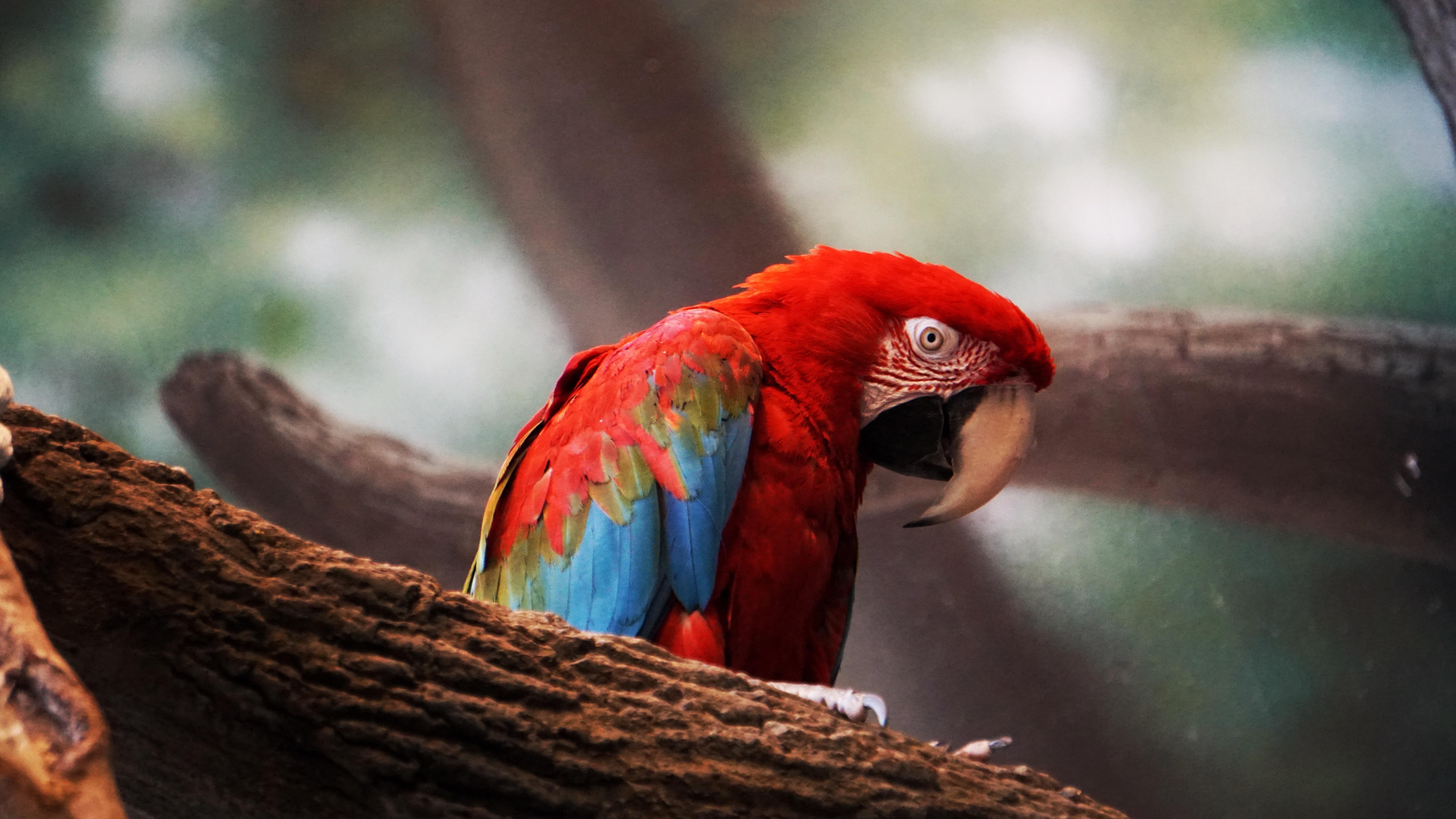 Macaw Parrot Closeup, HD Birds, 4k Wallpaper, Image, Background