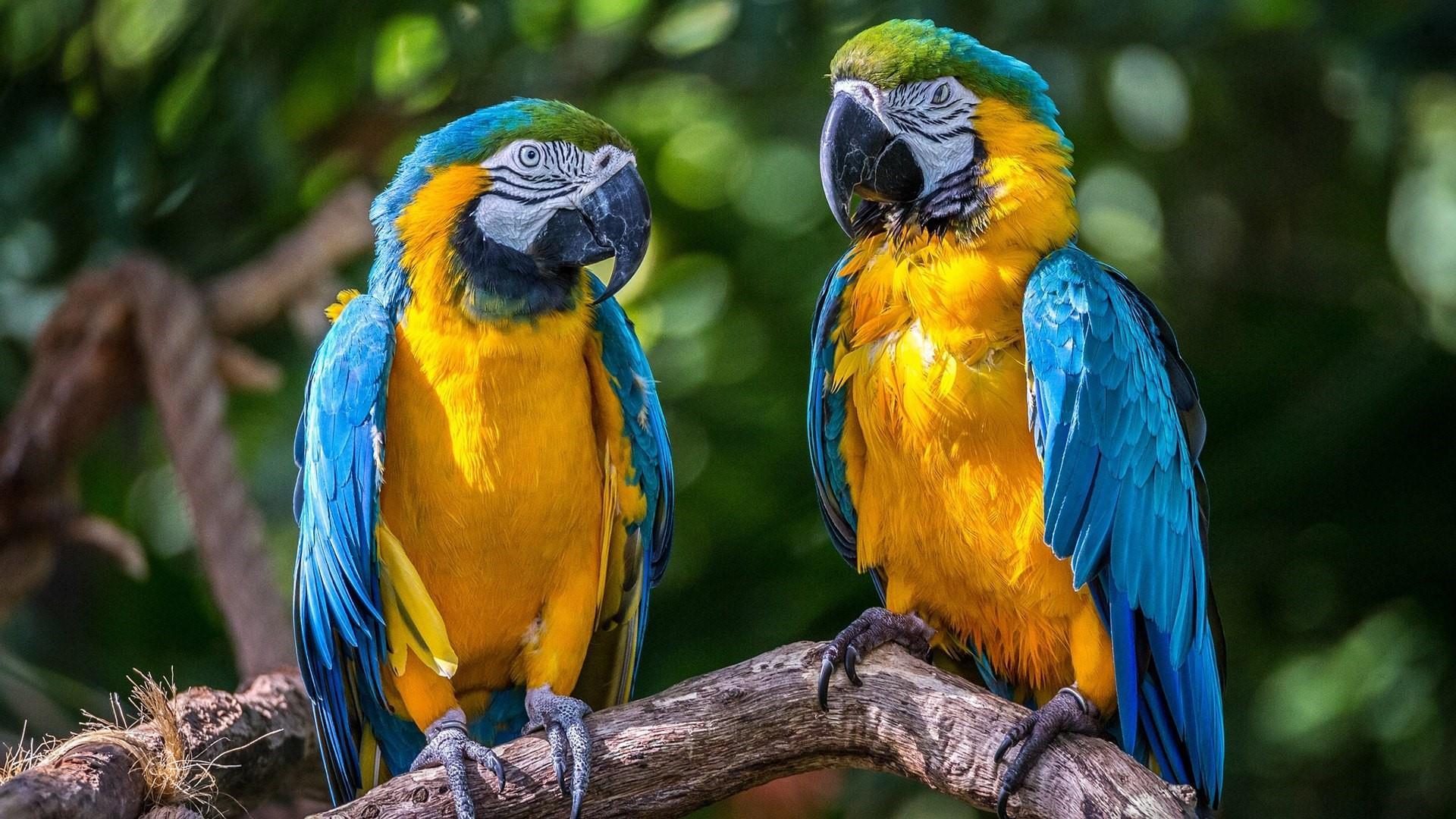 Blue And Yellow Macaw HD Wallpaper. Wallpaper Studio 10