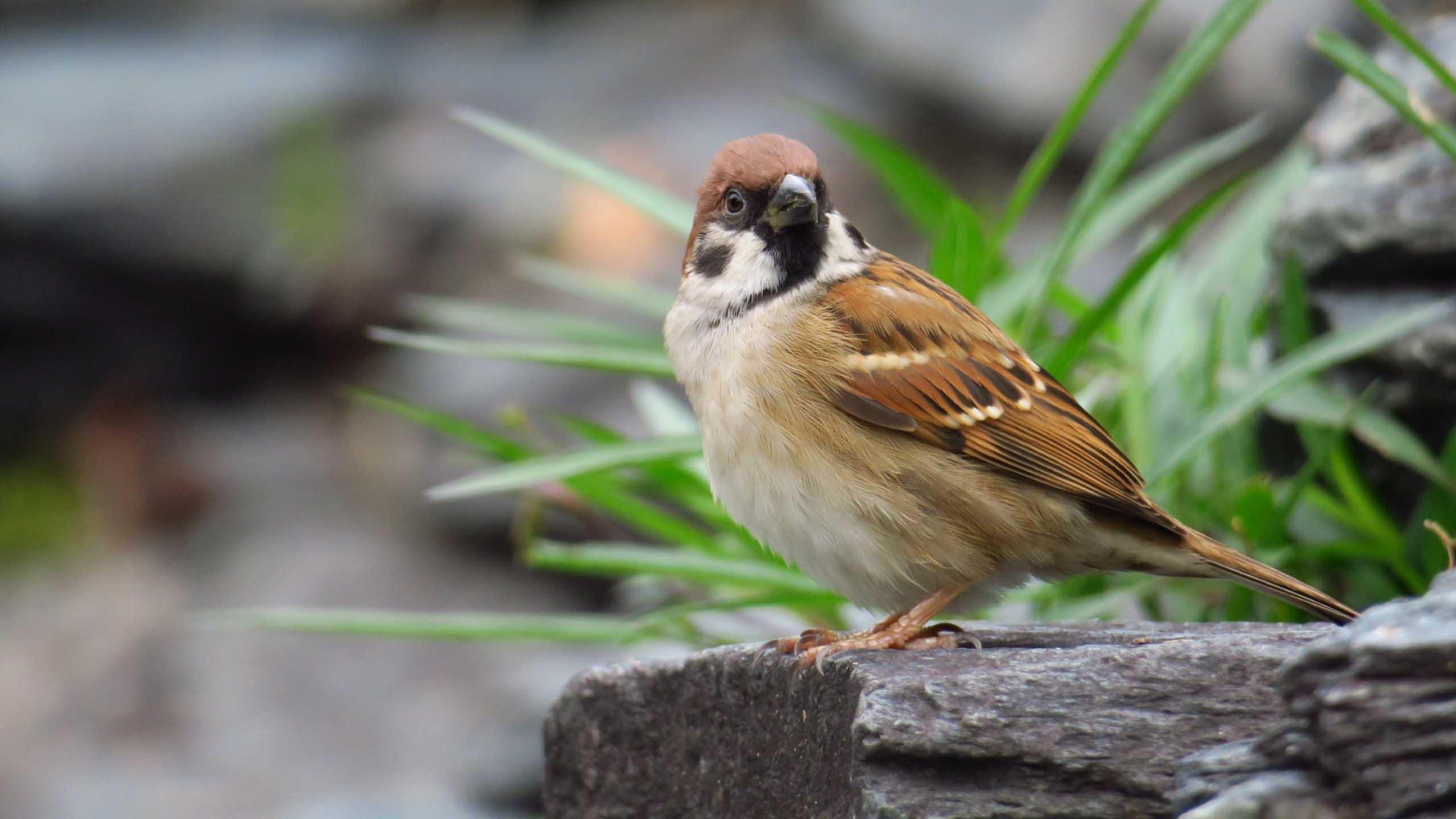 Sparrow Birds HD Wallpaper