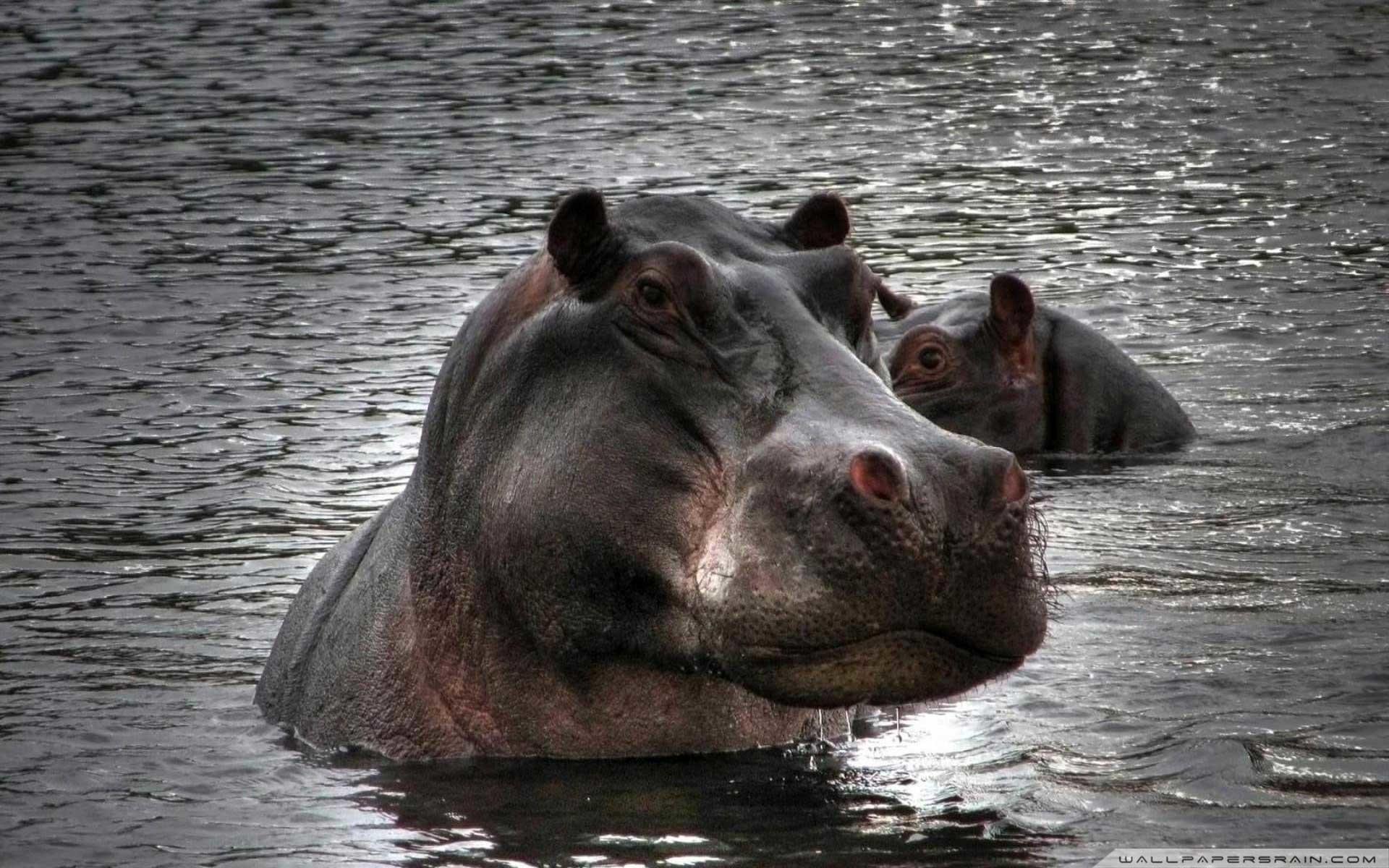 Hippopotamus Wallpaper