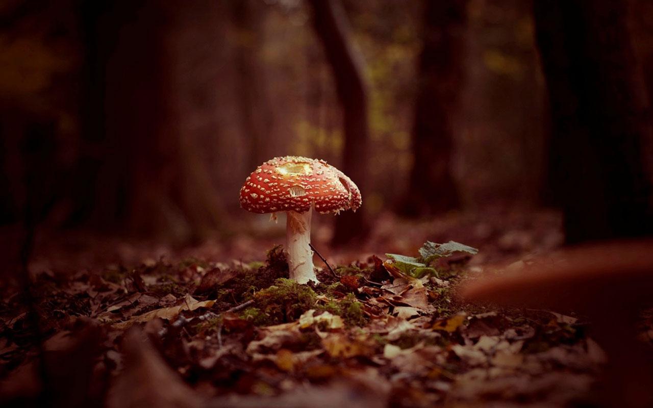 Mushrooms Wallpaper.spb.ru