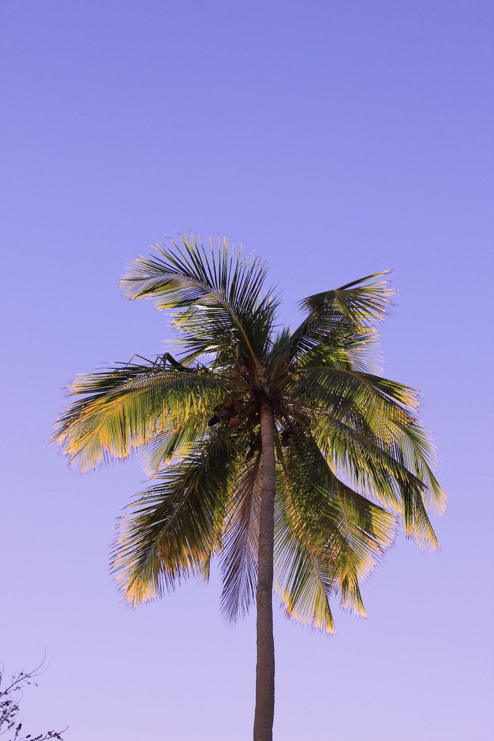 Coconut Tree Picture [HD]. Download Free Image