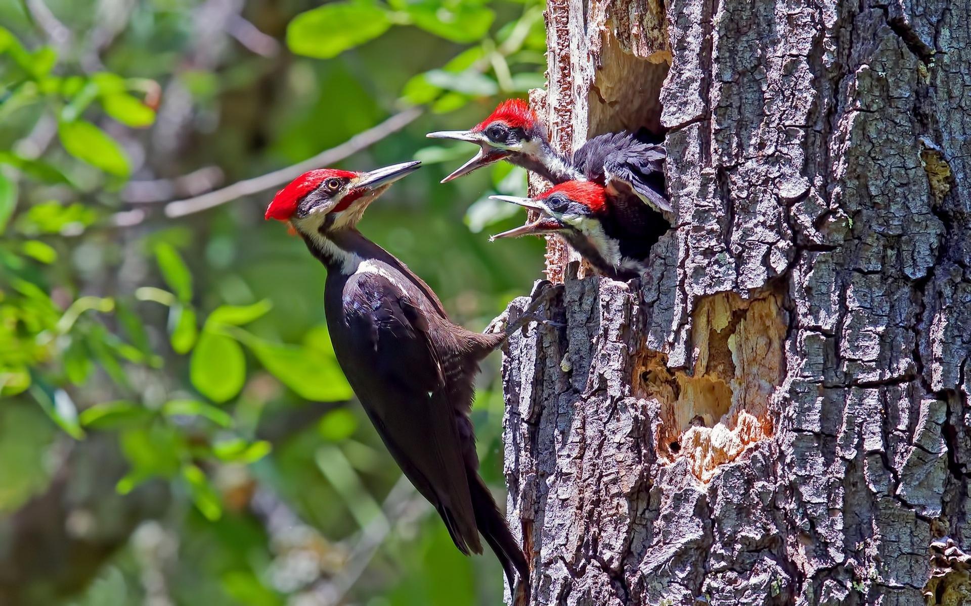 Woodpecker wallpaper 1920x1200 desktop background