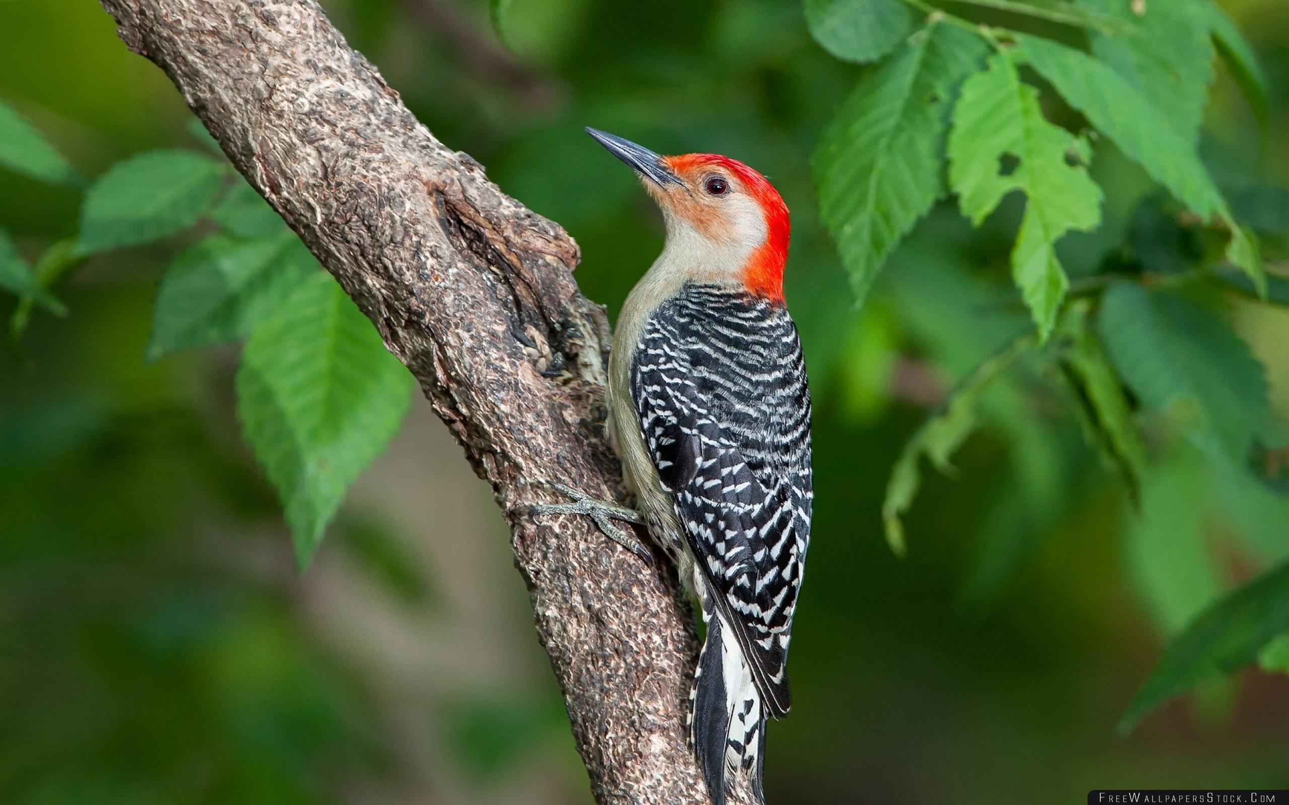 Woodpecker Bird Branch Leaves Wallpaper Wallpaper Stock