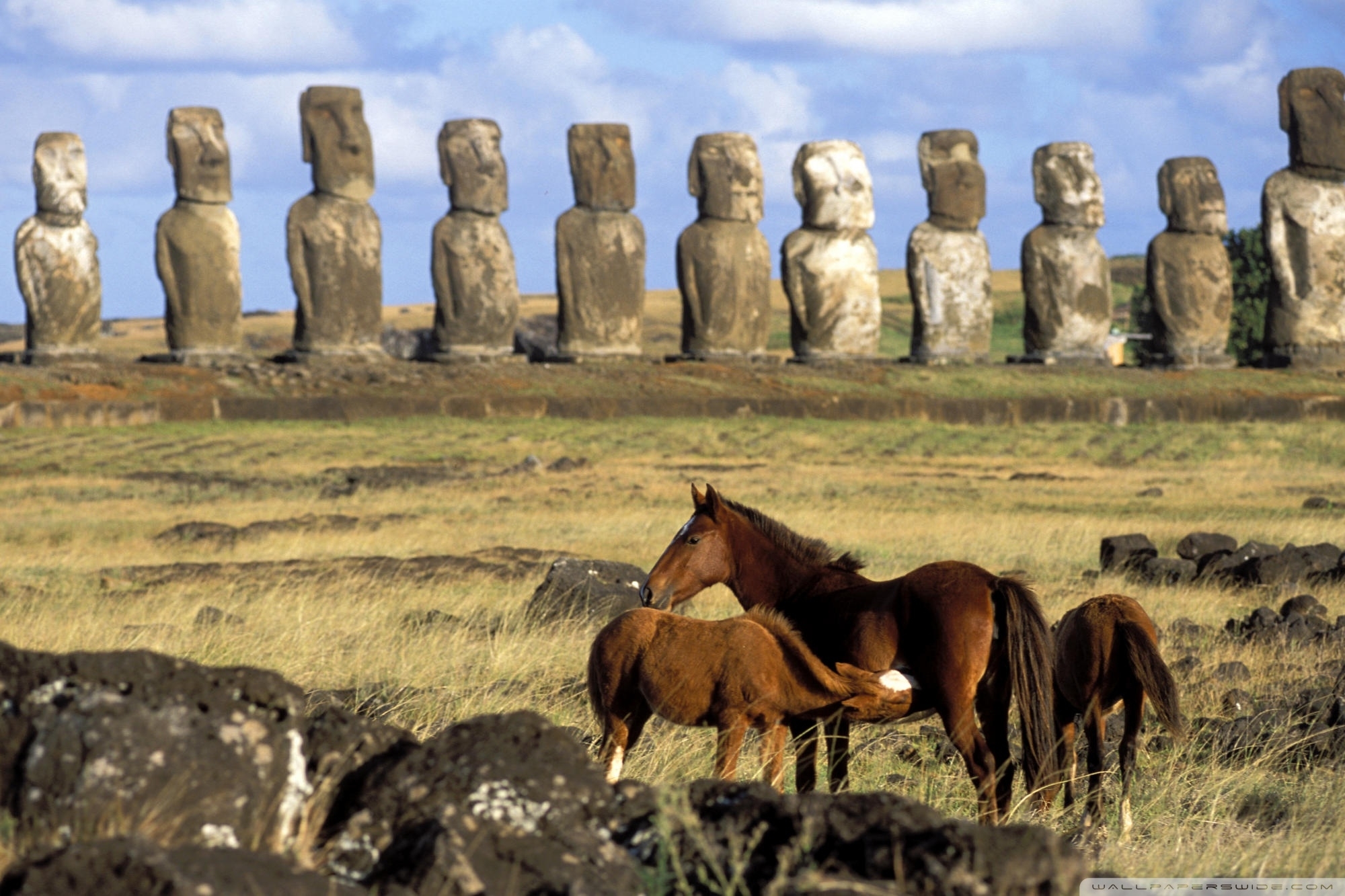 Download Great Horses Of Easter Island Chile Wallpaper