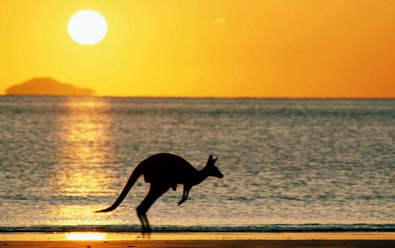 joey the kangaroo wallpaper. joey the kangaroo