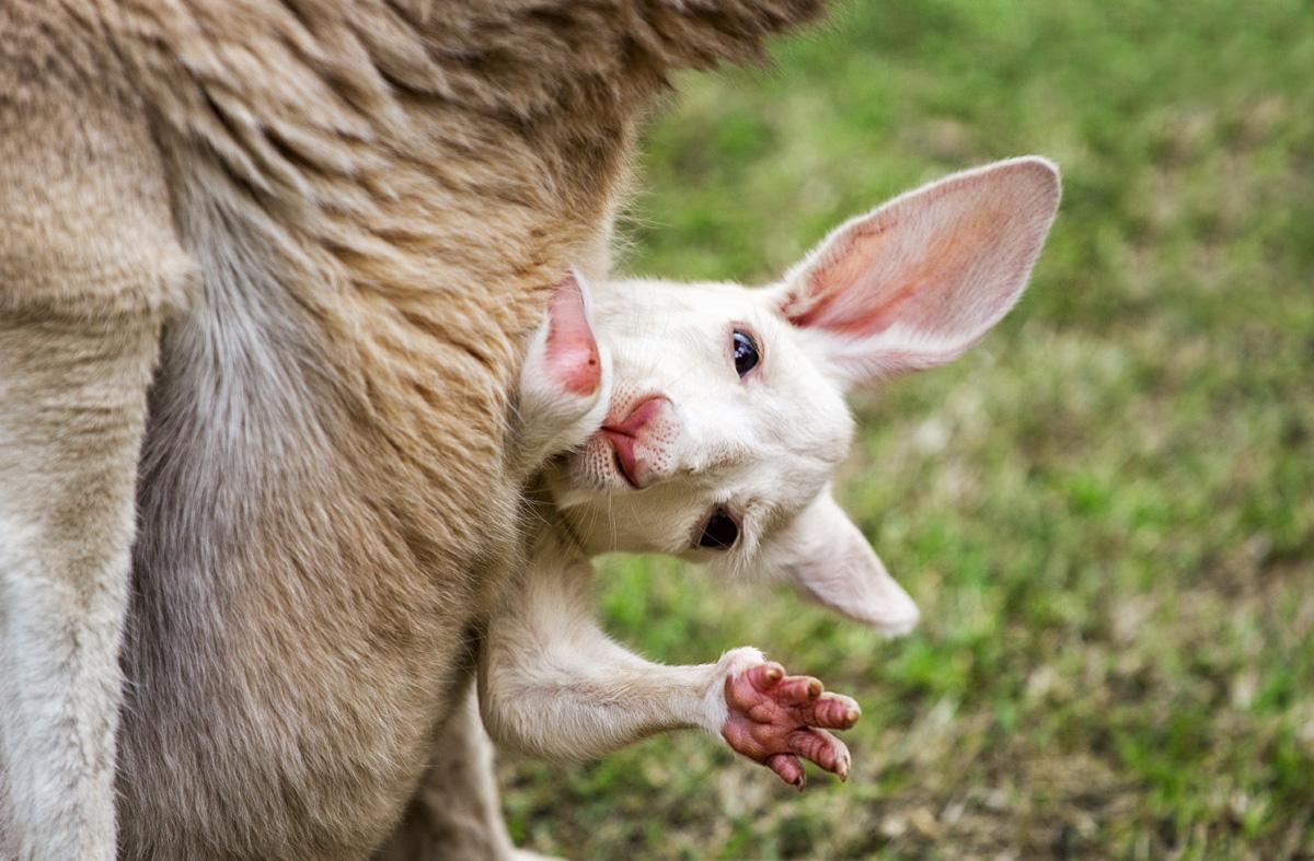 Baby kangaroo wallpaper