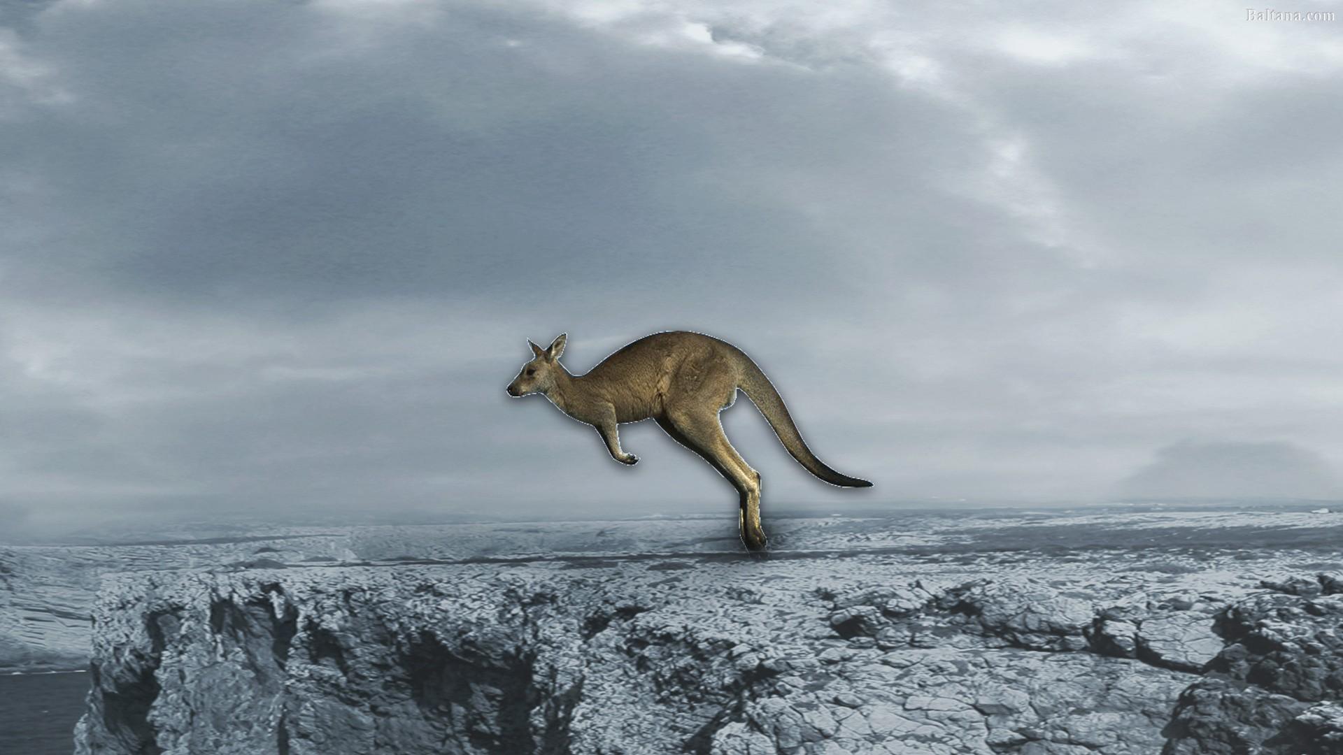 Kangaroo Background Wallpaper 30616