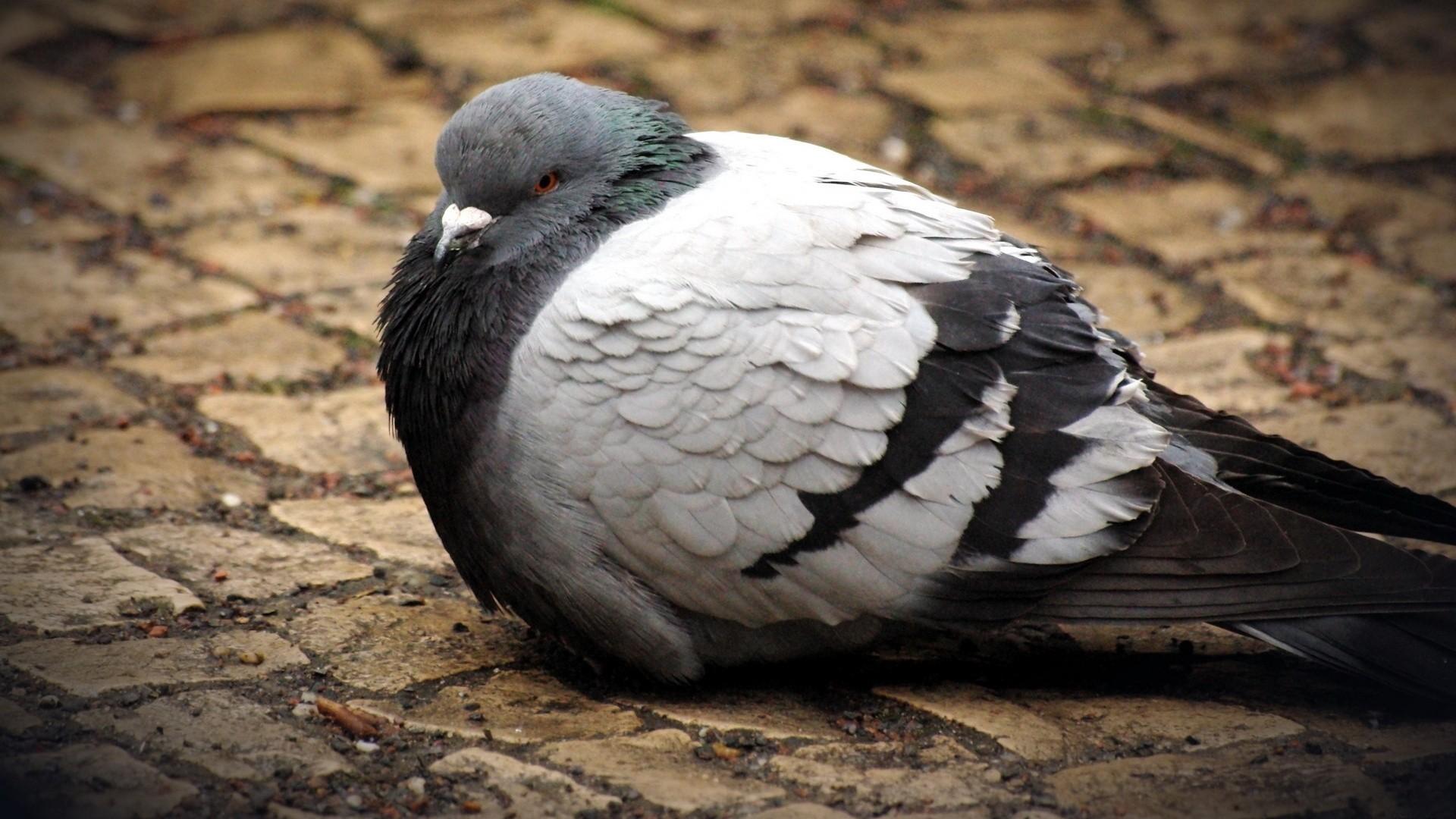 Pigeons HD Wallpaper