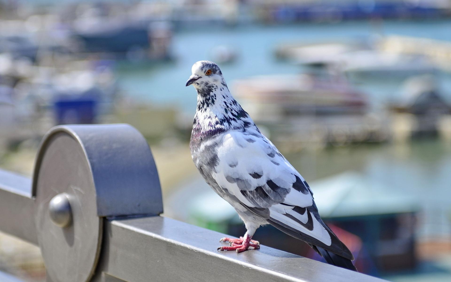 Pigeons image Pigeon HD wallpaper and background photo