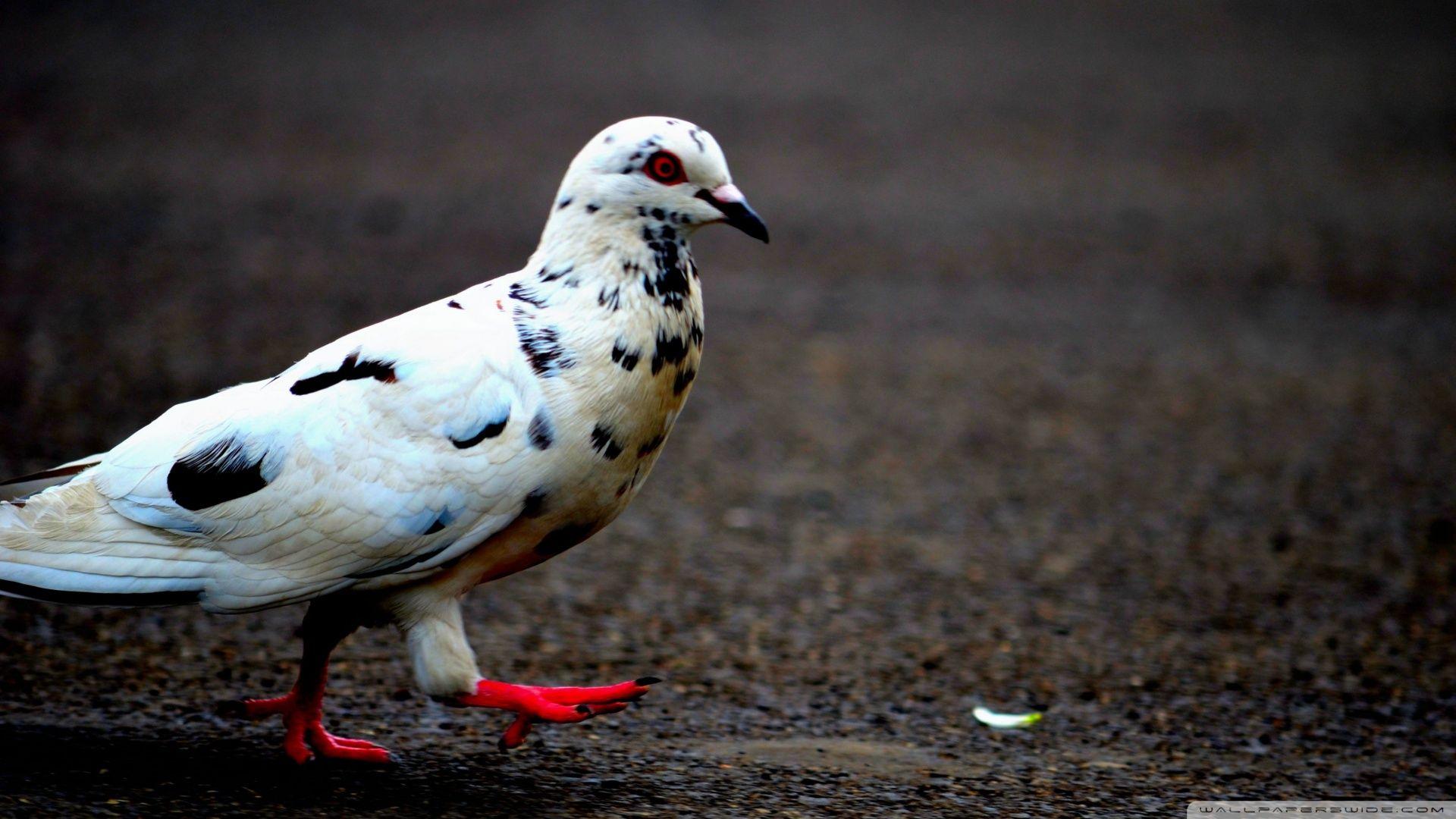 Pigeons Wallpaper PC Deskx1200 px. EDecorati.com™